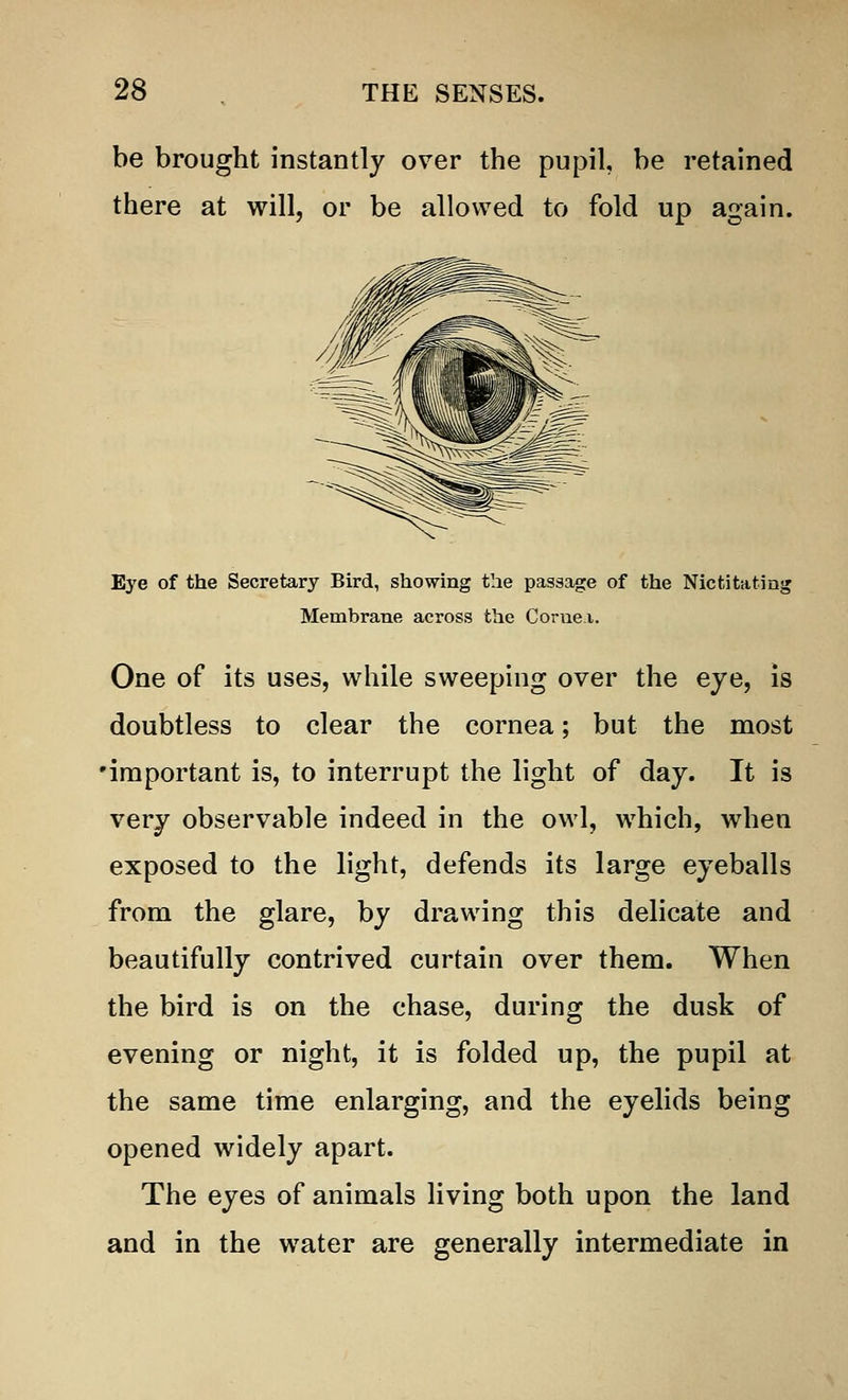 be brought instantly over the pupil, be retained there at will, or be allowed to fold up again. Eye of the Secretary Bird, showing the passage of the Nictitating Membrane across the Corue.i. One of its uses, while sweeping over the eye, is doubtless to clear the cornea; but the most 'important is, to interrupt the light of day. It is very observable indeed in the owl, which, when exposed to the light, defends its large eyeballs from the glare, by drawing this delicate and beautifully contrived curtain over them. When the bird is on the chase, during the dusk of evening or night, it is folded up, the pupil at the same time enlarging, and the eyelids being opened widely apart. The eyes of animals living both upon the land and in the w7ater are generally intermediate in