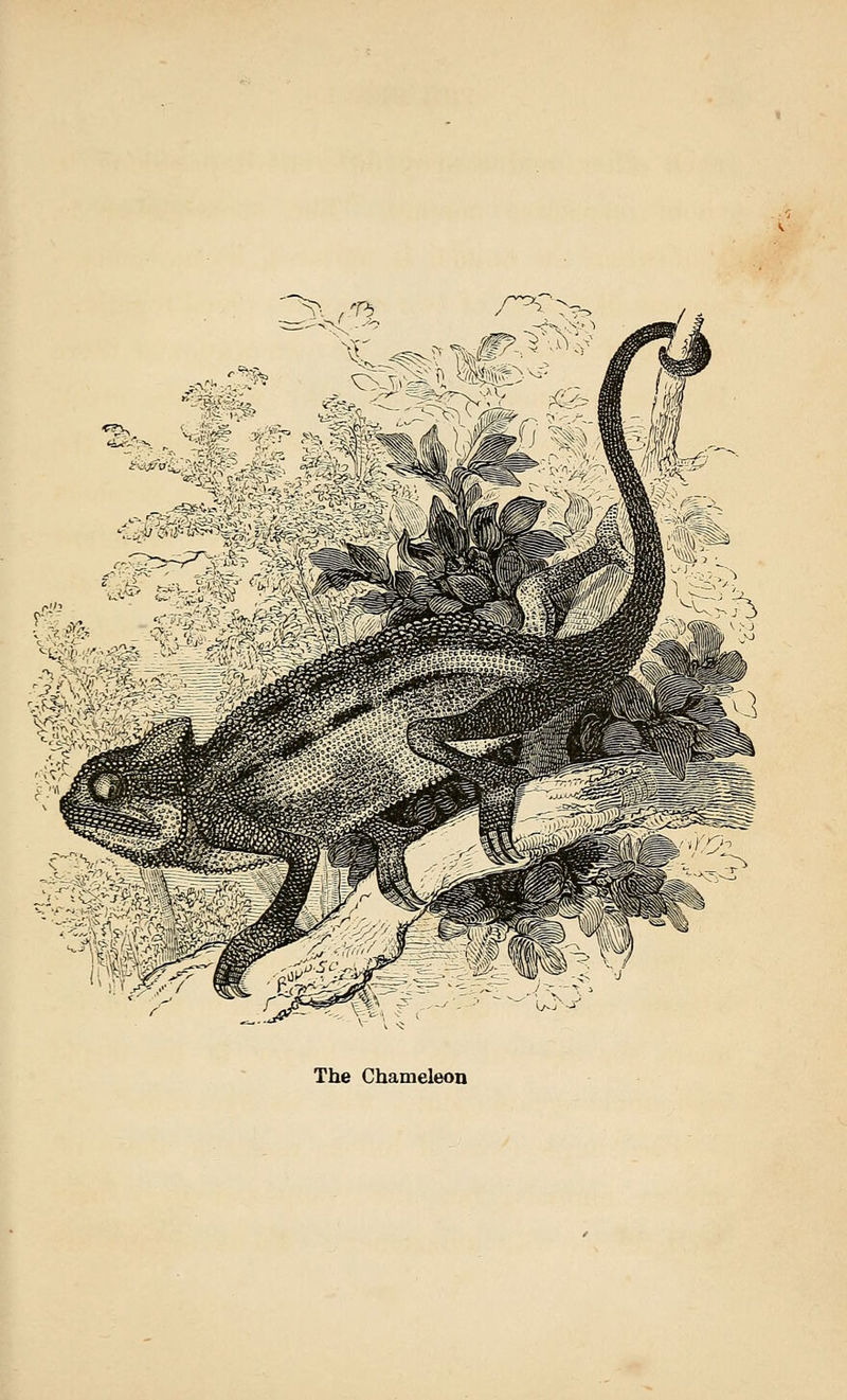 The Chameleon