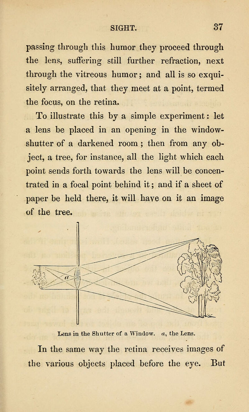 passing through this humor they proceed through the lens, suffering still further refraction, next through the vitreous humor; and all is so exqui- sitely arranged, that they meet at a point, termed the focus, on the retina. To illustrate this by a simple experiment: let a lens be placed in an opening in the window- shutter of a darkened room ; then from any ob- ject, a tree, for instance, all the light which each point sends forth towards the lens will be concen- trated in a focal point behind it; and if a sheet of paper be held there, it will have on it an image of the tree. Lens in the Shutter of a Window, a, the Lens. In the same way the retina receives images of the various objects placed before the eye. But
