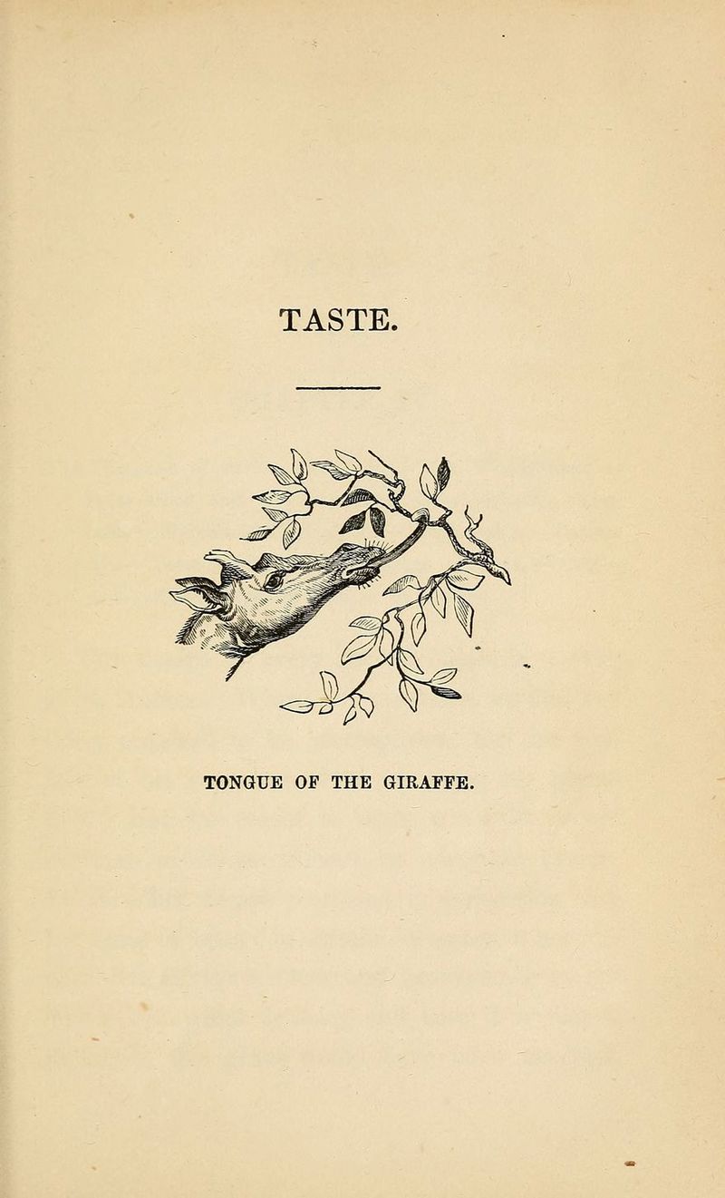 TONGUE OF THE GIRAFFE.