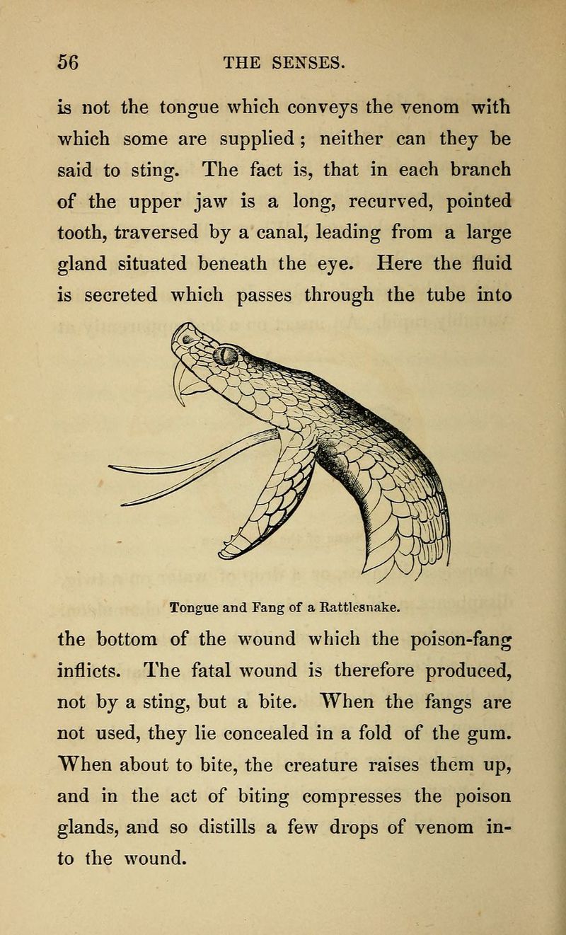 is not the tongue which conveys the venom with which some are supplied; neither can they be said to sting. The fact is, that in each branch of the upper jaw is a long, recurved, pointed tooth, traversed by a canal, leading from a large gland situated beneath the eye. Here the fluid is secreted which passes through the tube into Tongue and Fang of a Rattlesnake. the bottom of the wound which the poison-fang inflicts. The fatal wound is therefore produced, not by a sting, but a bite. When the fangs are not used, they lie concealed in a fold of the gum. When about to bite, the creature raises them up, and in the act of biting compresses the poison glands, and so distills a few drops of venom in- to the wound.