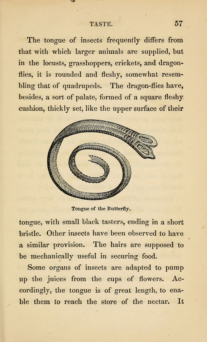 The tongue of insects frequently differs from that with which larger animals are supplied, but in the locusts, grasshoppers, crickets, and dragon- flies, it is rounded and fleshy, somewhat resem- bling that of quadrupeds. The dragon-flies have, besides, a sort of palate, formed of a square fleshy cushion, thickly set, like the upper surface of their Tongue of the Butterfly. tongue, with small black tasters, ending in a short bristle. Other insects have been observed to have a similar provision. The hairs are supposed to be mechanically useful in securing food. Some organs of insects are adapted to pump up the juices from the cups of flowers. Ac- cordingly, the tongue is of great length, to ena- ble them to reach the store of the nectar. It