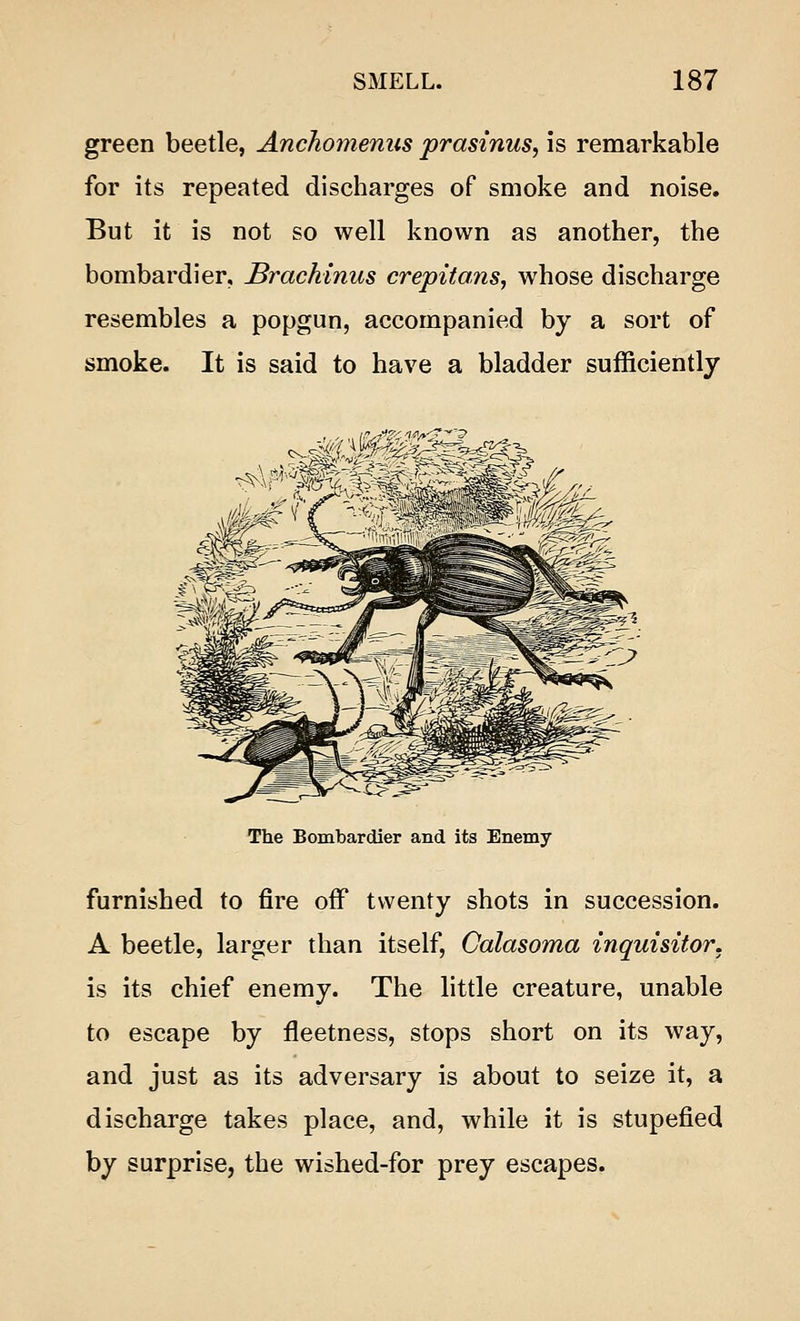 green beetle, Anchomenus prasinus, is remarkable for its repeated discharges of smoke and noise. But it is not so well known as another, the bombardier, Brachinus crepitans, whose discharge resembles a popgun, accompanied by a sort of smoke. It is said to have a bladder sufficiently The Bombardier and its Enemy furnished to fire off twenty shots in succession. A beetle, larger than itself, Calasoma inquisitor. is its chief enemy. The little creature, unable to escape by fleetness, stops short on its way, and just as its adversary is about to seize it, a discharge takes place, and, while it is stupefied by surprise, the wished-for prey escapes.