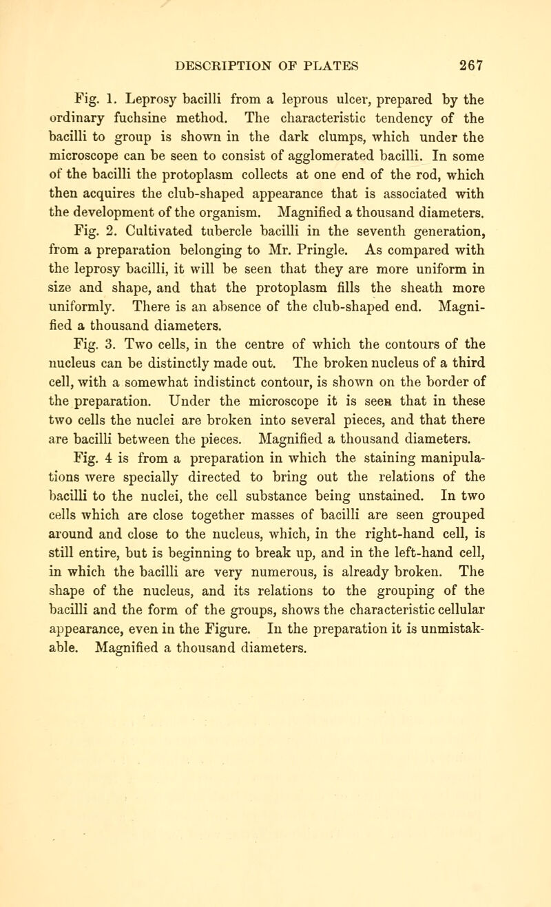 Fig. 1. Leprosy bacilli from a leprous ulcer, prepared by the ordinary fuchsine method. The characteristic tendency of the bacilli to group is shown in the dark clumps, which under the microscope can be seen to consist of agglomerated bacilli. In some of the bacilli the protoplasm collects at one end of the rod, which then acquires the club-shaped appearance that is associated with the development of the organism. Magnified a thousand diameters. Fig. 2. Cultivated tubercle bacilli in the seventh generation, from a preparation belonging to Mr. Pringle. As compared with the leprosy bacilli, it will be seen that they are more uniform in size and shape, and that the protoplasm fills the sheath more uniformly. There is an absence of the club-shaped end. Magni- fied a thousand diameters. Fig. 3. Two cells, in the centre of which the contours of the nucleus can be distinctly made out. The broken nucleus of a third cell, with a somewhat indistinct contour, is shown on the border of the preparation. Under the microscope it is seen that in these two cells the nuclei are broken into several pieces, and that there are bacilli between the pieces. Magnified a thousand diameters. Fig. 4 is from a preparation in which the staining manipula- tions were specially directed to bring out the relations of the bacilli to the nuclei, the cell substance being unstained. In two cells which are close together masses of bacilli are seen grouped around and close to the nucleus, which, in the right-hand cell, is still entire, but is beginning to break up, and in the left-hand cell, in which the bacilli are very numerous, is already broken. The shape of the nucleus, and its relations to the grouping of the bacilli and the form of the groups, shows the characteristic cellular appearance, even in the Figure. In the preparation it is unmistak- able. Magnified a thousand diameters.