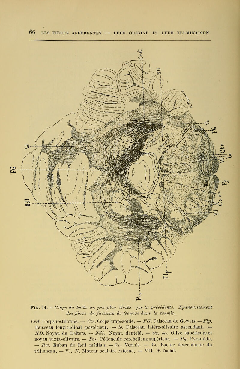 FiG. 14.— Coupe du hulhe un peu plus élevée que la précédente. Epanouissement des fibres du faisceaxi de Gowers dans le vermis. Crst. Corps restiforme. — Ctr. Corps trapézoïde. — FG. Faisceau de Gowers. —i^^^. Faisceau longitudinal postérieur. — lo. Faisceau latéro-olivaire ascendant. — iVZ>. Noyau de Deiters. — Ndl. Noyau dentelé. — Os. oa. Olive supérievu-e et noyau juxta-olivaire.— Pcx. Pédoncule cérébelleux supérieur. — Py. Pyramide. — Rm. Ruban de Eeil médian. — Ve. Vermis. — Vs. Racine descendante du trijumeau. — VI. N. iVIoteur oculaire externe. — VII. N. facial.