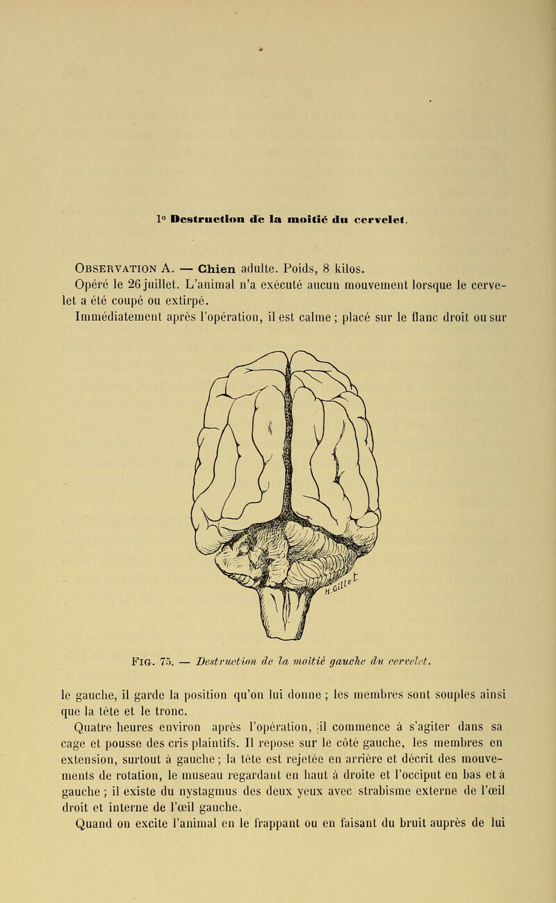 Observation A. — Chien adulte. Poids, 8 kilos. Opéré le 26 juillet. L'animal n'a exécuté aucun mouvement lorsque le cerve- let a été coupé ou extirpé. Immédiatement après l'opération, il est calme; placé sur le flanc droit ou sur FiG. 75. — Bestruetion de la moitié gauche (ht cervelet. le gauche, il garde la position qu'on lui donne ; les membres sont souples ainsi que la tète et le tronc. Quatre heures environ après l'opération, ;il commence à s'agiter dans sa cage et pousse des cris plaintifs. Il repose sur le côté gauche, les membres en extension, surtout à gauche ; la tète est rejetée en arrière et décrit des mouve- ments de rotation, le museau regardant en haut à droite et l'occiput en bas et à gauche ; il existe du nystagmus des deux yeux avec strabisme externe de l'œil droit et interne de l'œil gauche. Quand on excite l'animal en le l'rappant ou en faisant du bruit auprès de lui