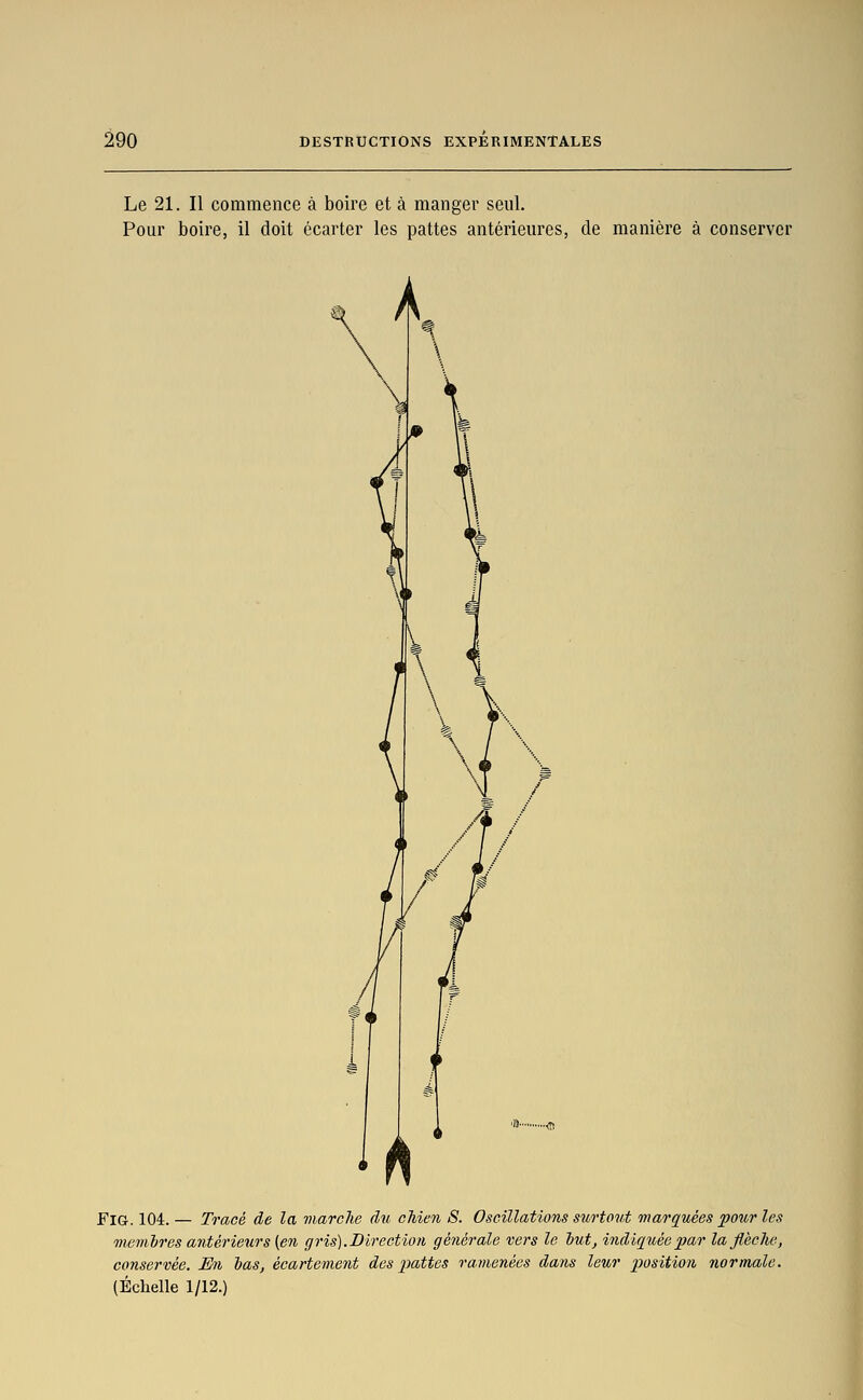 Le 21. Il commence à boire et à manger seul. Pour boire, il doit écarter les pattes antérieures, de manière à conserver FlG. 104. — Tracé de la marche du chien S. Oscillations surtovi marquées pour les viemlres antérieurs [en gris).Direction générale vers le iut, indiquée par laflhclie, conservée. En tas, écartement des imites ramenées dans leur position normale. (Échelle 1/12.)