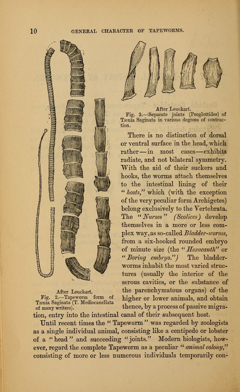 After Leuckart. Fig. 3.—Separate joints (Proglottides) of Taenia Saginata in various degrees of contrac- tion. There is no distinction of dorsal or ventral surface in the head, which rather — in most cases—exhibits radiate, and not bilateral symmetry. With the aid of their suckers and hooks, the worms attach themselves to the intestinal lining of their  hosts, which (with the exception of the very peculiar form Archigetes) belong exclusively to the Vertebrata. The  Nurses (Scolices) develop themselves in a more or less com- plex way, as so-called Bladder-worms, from a six-hooked rounded embryo of minute size (the  Hexacanth or Boring embryo) The bladder- worms inhabit the most varied struc- tures (usually the interior of the serous cavities, or the substance of After Leuckart. the parenchymatous organs) of the Fte- 2-—TaP®y°™. fo™ of higher or lower animals, and obtain Taenia Saginata (T. Mediocaneliata - ° . _ .' of many writers). thence, by a process oi passive migra- tion, entry into the intestinal canal of their subsequent host. Until recent times the  Tapeworm  was regarded by zoologists as a single individual animal, consisting like a centipede or lobster of a head and succeeding joints. Modern biologists, how- ever, regard the complete Tapeworm as a peculiar  animal colony, consisting of more or less numerous individuals temporarily con-