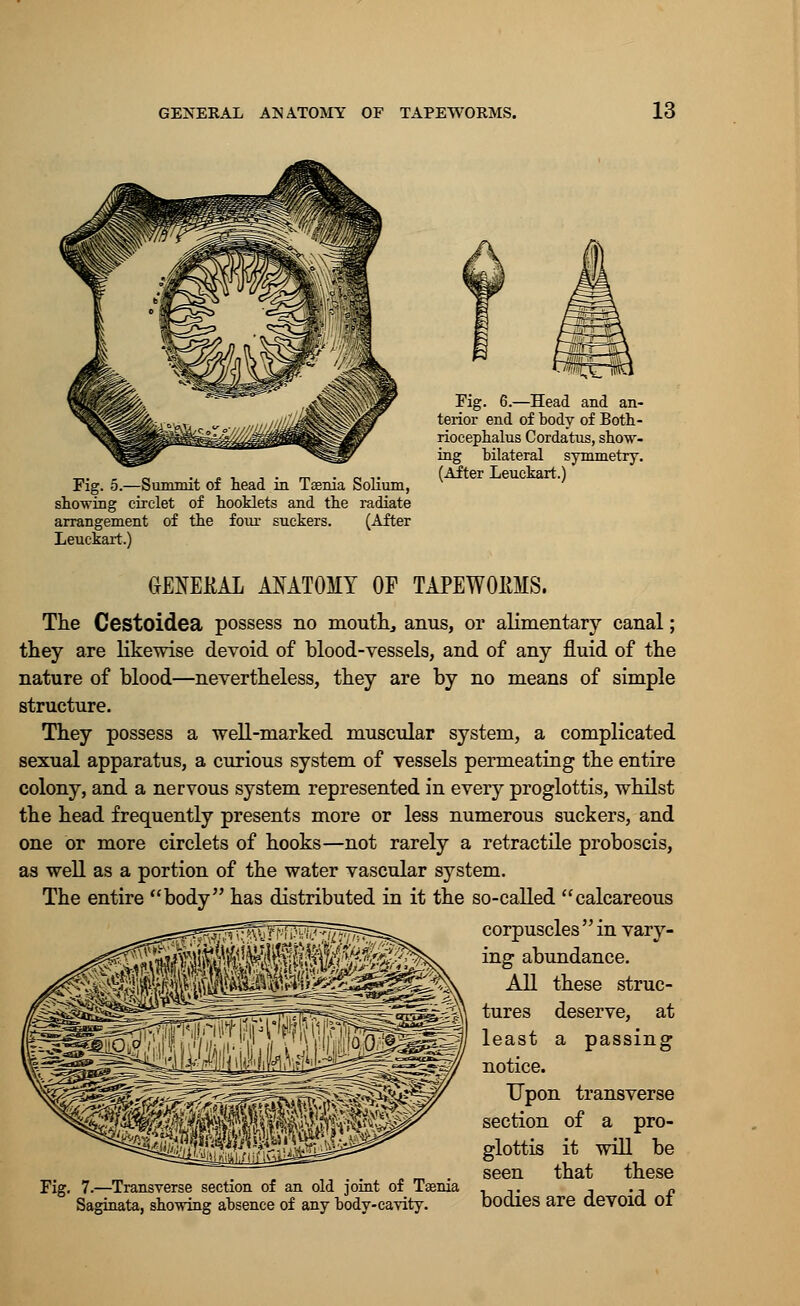 Fig. 6.—Head and an- terior end of body of Both- rioeephalus Cordatus, show- ing bilateral symmetry. -r,. - ., j. i -i ■ m - « ■■. (After Leuckart.) Fig. o.—Summit of head m laenia Solium, showing circlet of hooklets and the radiate arrangement of the four suckers. (After Leuckart.) GENEKAL ANATOMY OF TAPEWOItMS. The Cestoidea possess no mouth, anus, or alimentary canal; they are likewise devoid of blood-vessels, and of any fluid of the nature of blood—nevertheless, they are by no means of simple structure. They possess a well-marked muscular system, a complicated sexual apparatus, a curious system of vessels permeating the entire colony, and a nervous system represented in every proglottis, whilst the head frequently presents more or less numerous suckers, and one or more circlets of hooks—not rarely a retractile proboscis, as well as a portion of the water vascular system. The entire body has distributed in it the so-called calcareous corpuscles  in vary- ing abundance. All these struc- tures deserve, at least a passing notice. Upon transverse section of a pro- glottis it will be seen that these Fig. 7.—Transverse section of an old joint of Taenia _ _, _, ., „ Saginata, showing absence of any body-cavity. DOaies are devoid. 01