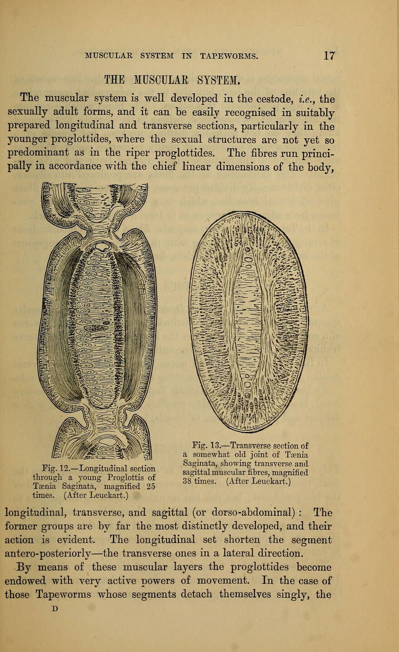 MUSCULAR SYSTEM IN TAPEWORMS. THE MUSCULAR SYSTEM. 17 The muscular system is well developed in the cestode, i.e., the sexually adult forms, and it can be easily recognised in suitably prepared longitudinal and transverse sections, particularly in the younger proglottides, where the sexual structures are not yet so predominant as in the riper proglottides. The fibres run princi- pally in accordance with the chief linear dimensions of the body, Fig. 12.—Longitudinal section through a young Proglottis of Taenia Saginata, magnified 25 times. (After Leuckart.) Fig. 13.—Transverse section of a somewhat old joint of Taenia Saginata, showing transverse and sagittal muscular fihres, magnified 38 times. (After Leuckart.) longitudinal, transverse, and sagittal (or dorso-abdominal) : The former groups are by far the most distinctly developed, and their action is evident. The longitudinal set shorten the segment antero-posteriorly—the transverse ones in a lateral direction. By means of these muscular layers the proglottides become endowed with very active powers of movement. In the case of those Tapeworms whose segments detach themselves singly, the D