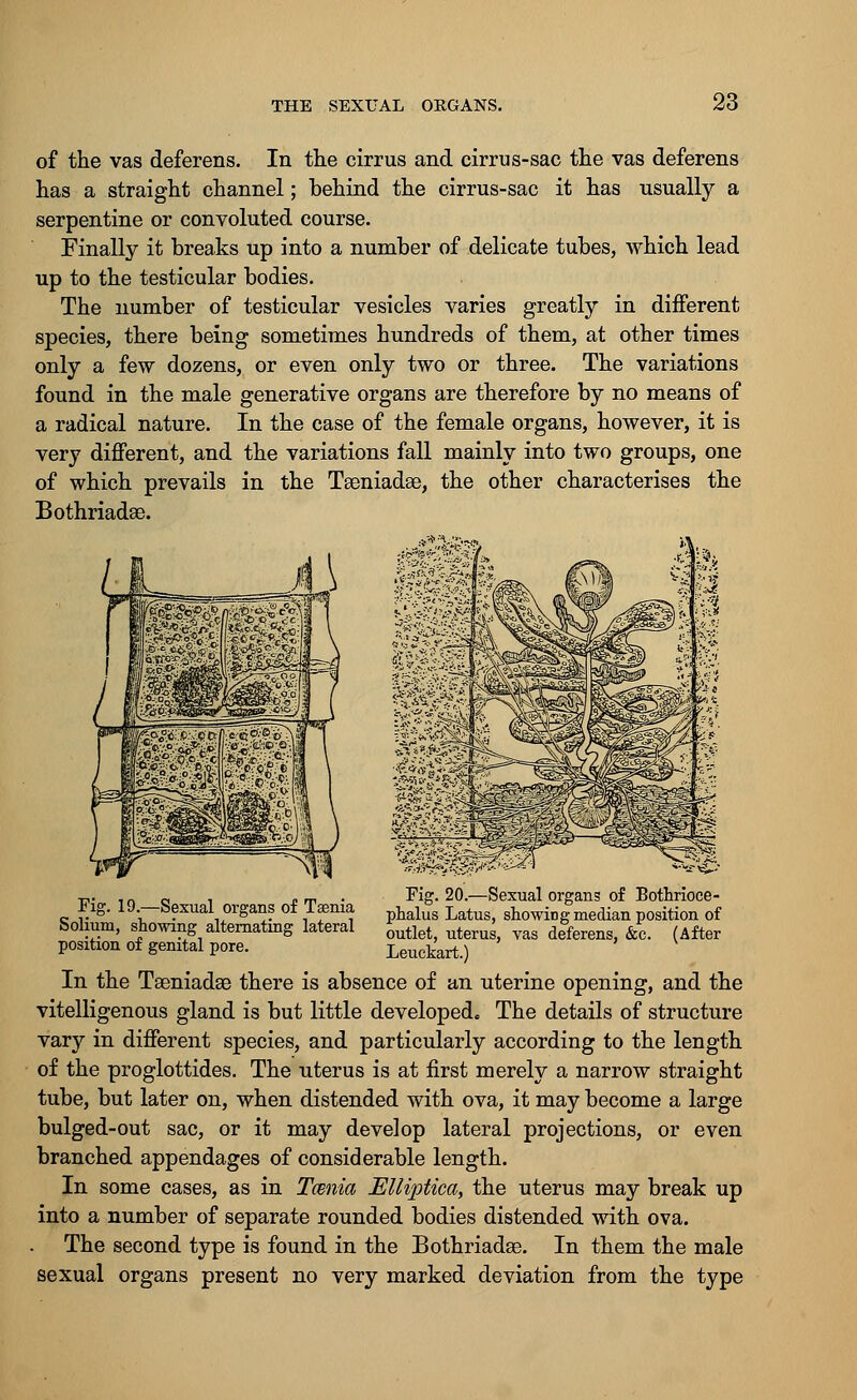of the vas deferens. In the cirrus and cirrus-sac the vas deferens has a straight channel; behind the cirrus-sac it has usually a serpentine or convoluted course. Finally it breaks up into a number of delicate tubes, which lead up to the testicular bodies. The number of testicular vesicles varies greatly in different species, there being sometimes hundreds of them, at other times only a few dozens, or even only two or three. The variations found in the male generative organs are therefore by no means of a radical nature. In the case of the female organs, however, it is very different, and the variations fall mainly into two groups, one of which prevails in the Tseniadee, the other characterises the Bothriadse. Fig. 19.—Sexual organs of Taenia Solium, showing alternating lateral position of genital pore. Fig. 20.—Sexual organs of Bothrioce- phalus Latus, showing median position of outlet, uterus, vas deferens, &c. (After Leuckart.) In the Taeniadse there is absence of an uterine opening, and the vitelligenous gland is but little developed. The details of structure vary in different species, and particularly according to the length of the proglottides. The uterus is at first merely a narrow straight tube, but later on, when distended with ova, it may become a large bulged-out sac, or it may develop lateral projections, or even branched appendages of considerable length. In some cases, as in Tcenia EUiptica, the uterus may break up into a number of separate rounded bodies distended with ova. The second type is found in the Bothriadse. In them the male sexual organs present no very marked deviation from the type