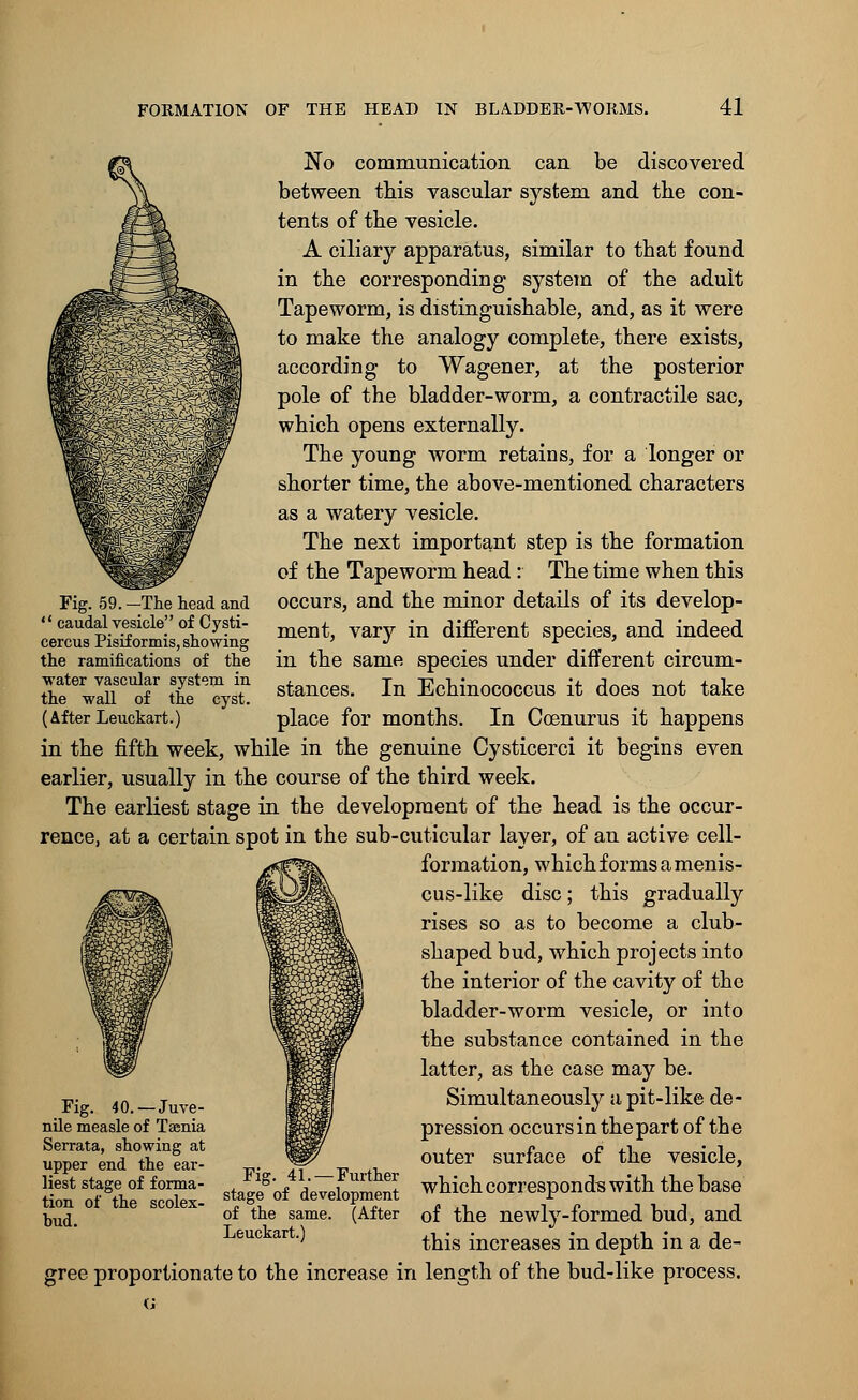 No communication can be discovered between this vascular system and the con- tents of the vesicle. A ciliary apparatus, similar to that found in the corresponding system of the adult Tapeworm, is distinguishable, and, as it were to make the analogy complete, there exists, according to Wagener, at the posterior pole of the bladder-worm, a contractile sac, which opens externally. The young worm retains, for a longer or shorter time, the above-mentioned characters as a watery vesicle. The next important step is the formation of the Tapeworm head : The time when this occurs, and the minor details of its develop- ment, vary in different species, and indeed in the same species under different circum- stances. In Echinococcus it does not take place for months. In Coenurus it happens in the fifth week, while in the genuine Cysticerci it begins even earlier, usually in the course of the third week. The earliest stage in the development of the head is the occur- rence, at a certain spot in the sub-cuticular layer, of an active cell- formation, which forms a menis- cus-like disc; this gradually rises so as to become a club- shaped bud, which projects into the interior of the cavity of the bladder-worm vesicle, or into the substance contained in the latter, as the case may be. Simultaneously a pit-like de- pression occurs in the part of the outer surface of the vesicle, which corresponds with the base of the newly-formed bud, and this increases in depth in a de- gree proportionate to the increase in length of the bud-like process. Fig. 59. —The head and  caudal vesicle of Cysti- cercus Pisif ormis, showing the ramifications of the water vascular system in the wall of the cyst. (After Leuckart.) Fig. 40.—Juve- nile measle of Tasnia Serrata, showing at upper end the ear- liest stage of forma- tion of the scolex- hud. Fig. 41.—Further stage of development of the same. (After Leuckart.)