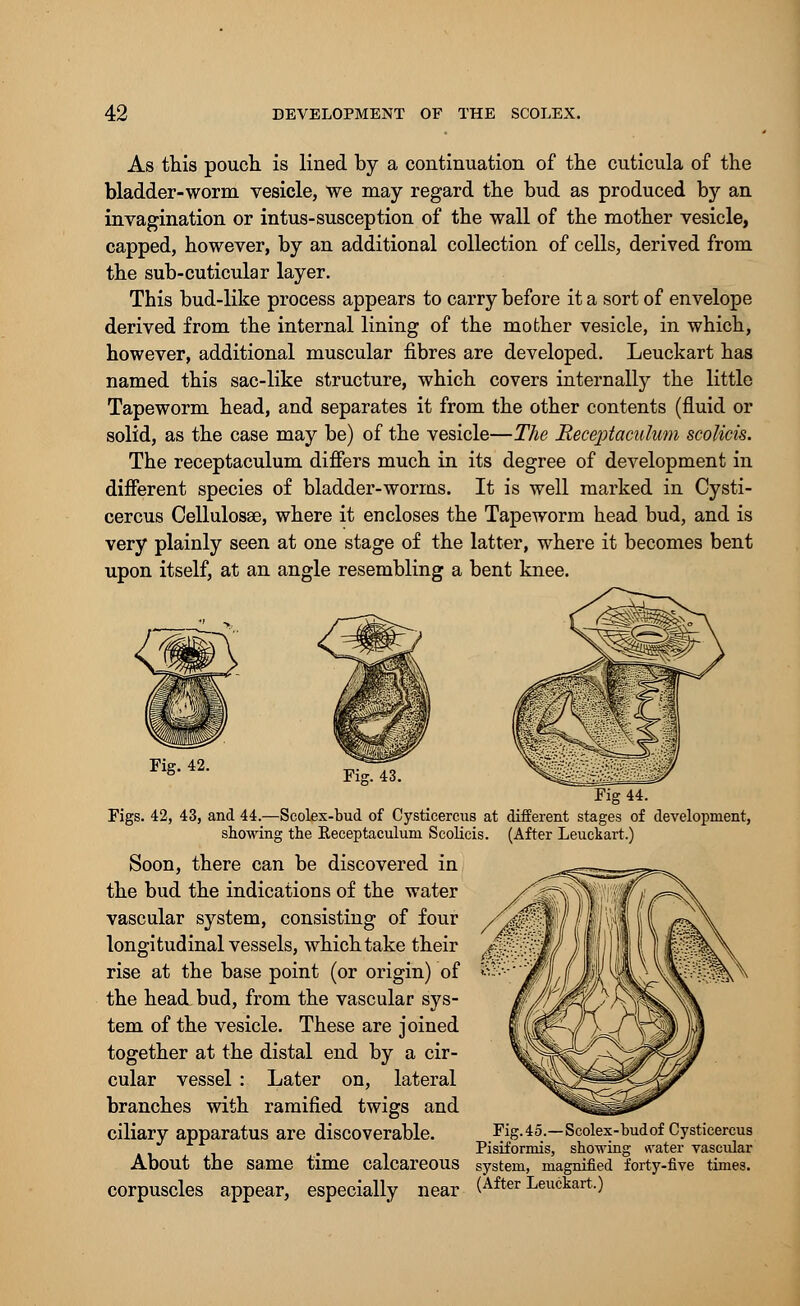 As this pouch is lined by a continuation of the cuticula of the bladder-worm vesicle, we may regard the bud as produced by an invagination or intus-susception of the wall of the mother vesicle, capped, however, by an additional collection of cells, derived from the sub-cuticular layer. This bud-like process appears to carry before it a sort of envelope derived from the internal lining of the mother vesicle, in which, however, additional muscular fibres are developed. Leuckart has named this sac-like structure, which covers internally the little Tapeworm head, and separates it from the other contents (fluid or solid, as the case may be) of the vesicle—The JRecejitaculum scolicis. The receptaculum differs much in its degree of development in different species of bladder-worms. It is well marked in Cysti- cercus Cellulosse, where it encloses the Tapeworm head bud, and is very plainly seen at one stage of the latter, where it becomes bent upon itself, at an angle resembling a bent knee. Fi*-42- F^ Fig 44. Figs. 42, 43, and 44.—Scolex-bud of Cysticercus at different stages of development, showing the Receptaculum Scolicis. (After Leuckart.) Soon, there can be discovered in the bud the indications of the water vascular system, consisting of four longitudinal vessels, which take their rise at the base point (or origin) of the head bud, from the vascular sys- tem of the vesicle. These are joined together at the distal end by a cir- cular vessel : Later on, lateral branches with ramified twigs and ciliary apparatus are discoverable. About the same time calcareous corpuscles appear, especially near Fig. 45.—Scolex-bud of Cysticercus Pisiformis, showing water vascular system, magnified forty-five times. (After Leuckart.)