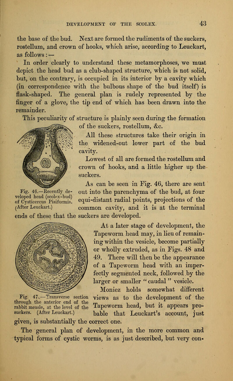 the base of the bud. Next are formed the rudiments of the suckers, rostellum, and crown of hooks, which arise, according to Leuckart, as follows: — In order clearly to understand these metamorphoses, we must depict the head bud as a club-shaped structure, which is not solid, but, on the contrary, is occupied in its interior by a cavity which (in correspondence with the bulbous shape of the bud itself) is flask-shaped. The general plan is rudely represented by the finger of a glove, the tip end of which has been drawn into the remainder. This peculiarity of structure is plainly seen during the formation of the suckers, rostellum, &c. All these structures take their origin in the widened-out lower part of the bud cavity. Lowest of all are formed the rostellum and crown of hooks, and a little higher up the suckers. As can be seen in Fig. 46, there are sent out into the parenchyma of the bud, at four equi-distant radial points, projections of the ends of these that the suckers are developed. At a later stage of development, the Tapeworm head may, in lieu of remain- ing within the vesicle, become partially or wholly extruded, as in Figs. 48 and 49. There will then be the appearance of a Tapeworm head with an imper- fectly segmented neck, followed by the larger or smaller  caudal vesicle. Moniez holds somewhat different Fig. 47..—Transverse section views as to the development of the through the anterior end of the m -. , •■ , ., rahbit measle, at the level of the lapeworm head, but it appears pro- suckers. (After Leuckart.) bahle that Leuckart's account, just given, is substantially the correct one. The general plan of development, in the more common and typical forms of cystic worms, is as just described, but very con- Fig. 46.—Eecently de- veloped head (scolex-bud) of Cysticercus Pisiformis.