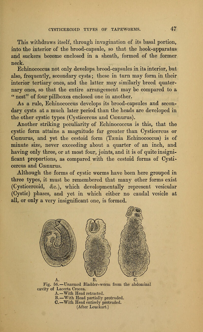 This withdraws itself, through invagination of its basal portion, into the interior of the brood-capsule, so that the hook-apparatus and suckers become enclosed in a sheath, formed of the former neck. Echinococcus not only develops brood-capsules in its interior, but also, frequently, secondary cysts; these in turn may form in their interior tertiary ones, and the latter may similarly breed quater- nary ones, so that the entire arrangement may be compared to a  nest of four pillboxes enclosed one in another. As a rule, Echinococcus develops its brood-capsules and secon- dary cysts at a much later period than the heads are developed in the other cystic types (Cysticercus and Ccenurus). Another striking peculiarity of Echinococcus is this, that the cystic form attains a magnitude far greater than Cysticercus or Ccenurus, and yet the cestoid form (Taenia Echinococcus) is of minute size, never exceeding about a quarter of an inch, and having only three, or at most four, joints, and it is of quite insigni- ficant proportions, as compared with the cestoid forms of Cysti- cercus and Ccenurus. Although the forms of cystic worms have been here grouped in three types, it must be remembered that many other forms exist (Cysticercoid, &c), which developmentally represent vesicular (Cystic) phases, and yet in which either no caudal vesicle at all, or only a very insignificant one, is formed. A. B. C. Fig. 56.—Unarmed Bladder-worm from the abdominal cavity of Lacerta Crocea. A.—With Head retracted. B.—With Head partially protruded. G.—With Head entirely protruded. (After Leuckart.)