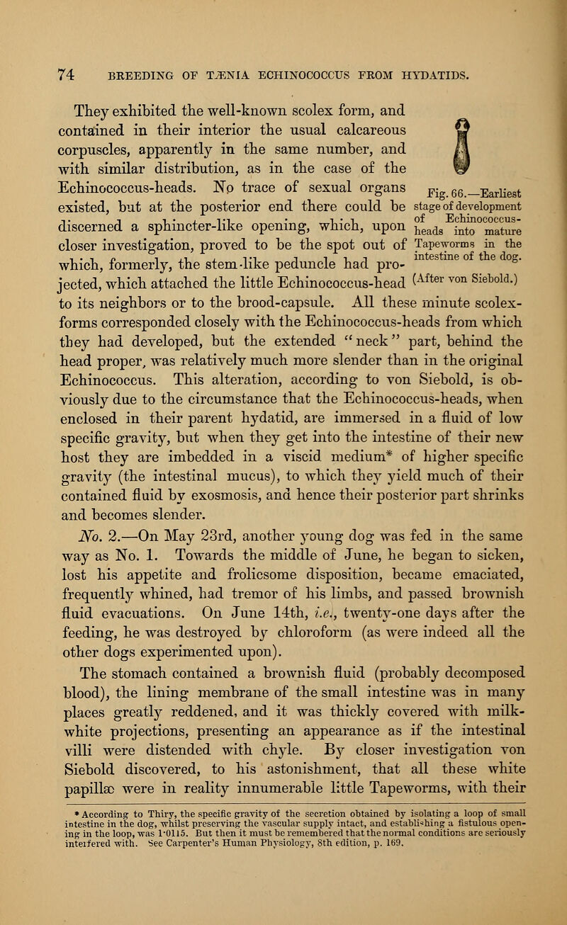 They exhibited the well-known scolex form, and contained in their interior the usual calcareous w corpuscles, apparently in the same number, and |I with similar distribution, as in the case of the W Echinococcus-heads. No trace of sexual organs Fig. 66.—Earliest existed, but at the posterior end there could be stage of development -i• i !• , ti • _ -i • i of Echinococcus- discerned a sphmcter-hke opening, which, upon heads int0 mature closer investigation, proved to be the spot out of Tapeworms in the i • i o i J.-L j. vi i i -l j intestine of the dog. which, formerly, the stem-like peduncle had pro- jected, which attached the little Echinococcus-head (After von Sietold0 to its neighbors or to the brood-capsule. All these minute scolex- forms corresponded closely with the Echinococcus-heads from which they had developed, but the extended  neck part, behind the head proper, was relatively much more slender than in the original Echinococcus. This alteration, according to von Siebold, is ob- viously due to the circumstance that the Echinococcus-heads, when enclosed in their parent hydatid, are immersed in a fluid of low specific gravity, but when they get into the intestine of their new host they are imbedded in a viscid medium* of higher specific gravity (the intestinal mucus), to which they yield much of their contained fluid by exosmosis, and hence their posterior part shrinks and becomes slender. No. 2.—On May 23rd, another young dog was fed in the same way as No. 1. Towards the middle of June, he began to sicken, lost his appetite and frolicsome disposition, became emaciated, frequently whined, had tremor of his limbs, and passed brownish fluid evacuations. On June 14th, i.e., twenty-one days after the feeding, he was destroyed by chloroform (as were indeed all the other dogs experimented upon). The stomach contained a brownish fluid (probably decomposed blood), the lining membrane of the small intestine was in many places greatly reddened, and it was thickly covered with milk- white projections, presenting an appearance as if the intestinal villi were distended with chyle. By closer investigation von Siebold discovered, to his astonishment, that all these white papillae were in reality innumerable little Tapeworms, with their * According to Thiry, the specific gravity of the secretion ohtained by isolating a loop of small intestine in the dog, whilst preserving the vascular supply intact, and establishing a fistulous open- ing in the loop, was 1-0115. But then it niust be remembered that the normal conditions are seriously interfered -with. See Carpenter's Human Physiology, 8th edition, p. 169,