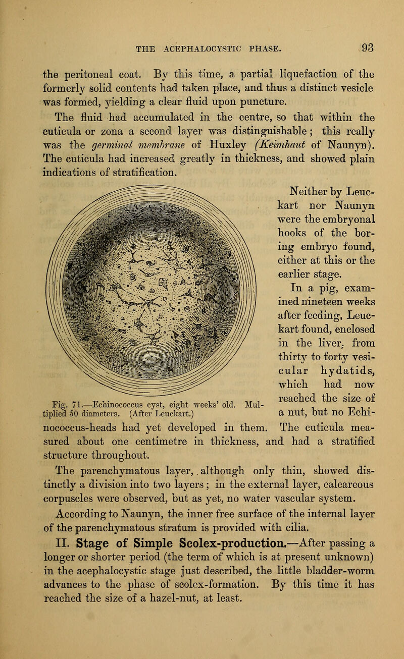 the peritoneal coat. By this time, a partial liquefaction of the formerly solid contents had taken place, and thus a distinct vesicle was formed, yielding a clear fluid upon puncture. The fluid had accumulated in the centre, so that within the cuticula or zona a second layer was distinguishable; this really was the germinal membrane of Huxley (Keimhaut of Naunyn). The cuticula had increased greatly in thickness, and showed plain indications of stratification. Neither by Leuc- kart nor Naunyn were the embryonal hooks of the bor- ing embryo found, either at this or the earlier stage. In a pig, exam- ined nineteen weeks after feeding, Leuc- kart found, enclosed in the liver, from thirty to forty vesi- cular hydatids, which had now reached the size of a nut, but no Echi- The cuticula mea- stratified Mul- Fig. 71.—Echinococcus cyst, eight weeks' old tiplied 50 diameters. (After Leuckart.) nococcus-heads had yet developed in them sured about one centimetre in thickness, and had a structure throughout. The parenchymatous layer,. although only thin, showed dis- tinctly a division into two layers ; in the external layer, calcareous corpuscles were observed, but as yet, no water vascular system. According to Naunyn, the inner free surface of the internal layer of the parenchymatous stratum is provided with cilia. II. Stage of Simple Scolex-production.—After passing a longer or shorter period (the term of which is at present unknown) in the acephalocystic stage just described, the little bladder-worm advances to the phase of scolex-formation. By this time it has reached the size of a hazel-nut, at least.