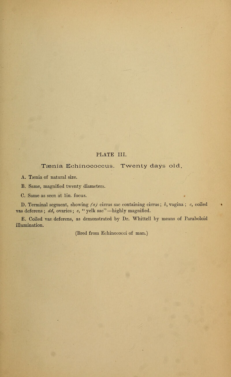 Taenia Echinococeus. Twenty days old. A. Taenia of natural size. B. Same, magnified twenty diameters. C. Same as seen at Tin. focus. D. Terminal segment, showing (a) cirrus sac containing cirrus; b, vagina ; c, coiled vas deferens ; dd, ovaries; e, yelk sac—highly magnified. E. Coiled vas deferens, as demonstrated by Dr. Whittell by means of Paraboloid illumination. (Bred from Echinococci of man.)