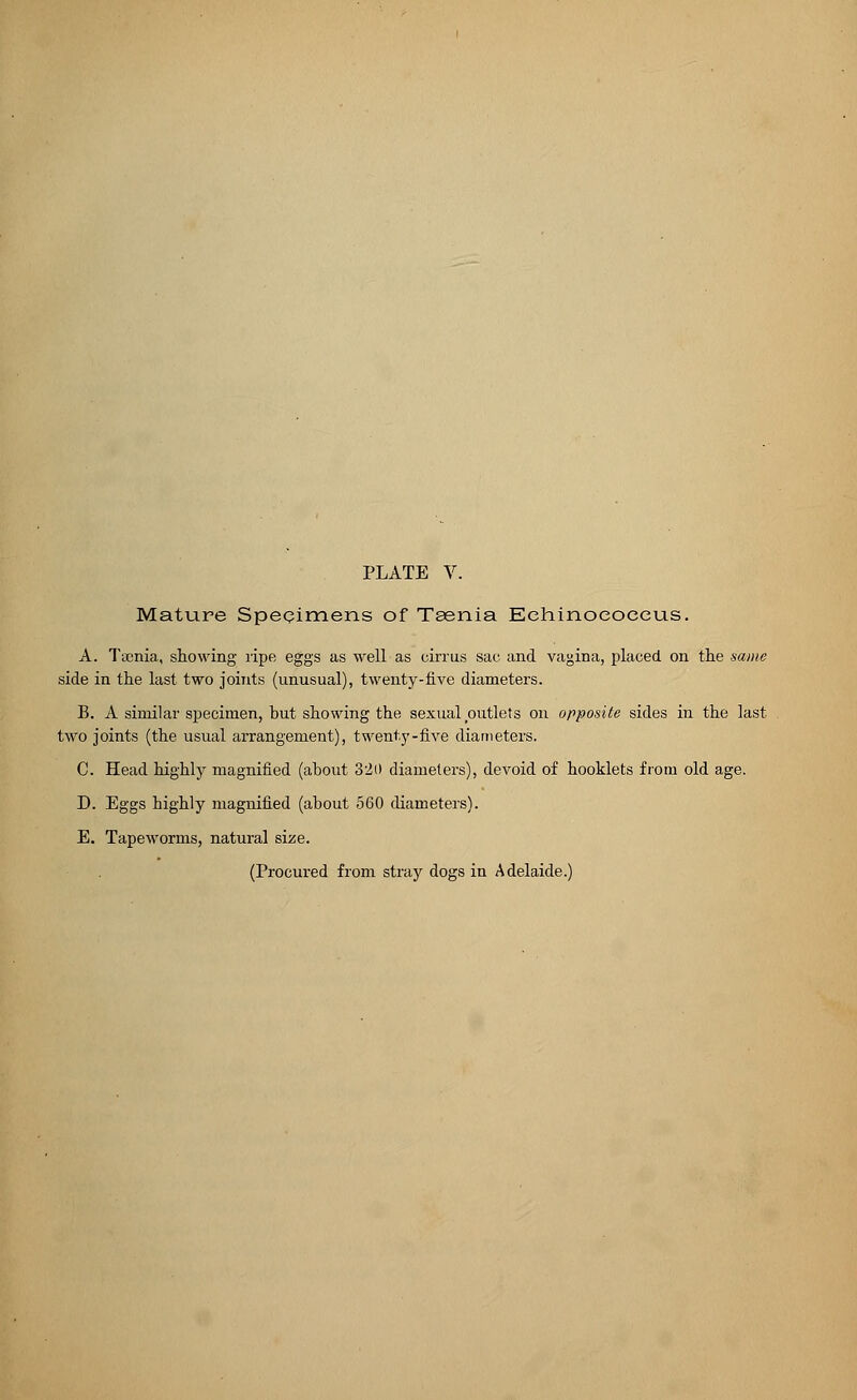 Mature Specimens of Taenia Eehinoeoceus. A. Taenia, showing ripe eggs as well as cirrus sac and vagina, placed on the same side in the last two joints (unusual), twenty-live diameters. B. A similar specimen, but showing the sexual outlets on opposite sides in the last two joints (the usual arrangement), twenty-five diameters. C. Head highly magnified (about 320 diameters), devoid of hooklets from old age. D. Eggs highly magnified (about 560 diameters). E. Tapeworms, natural size. (Procured from stray dogs in Adelaide.)
