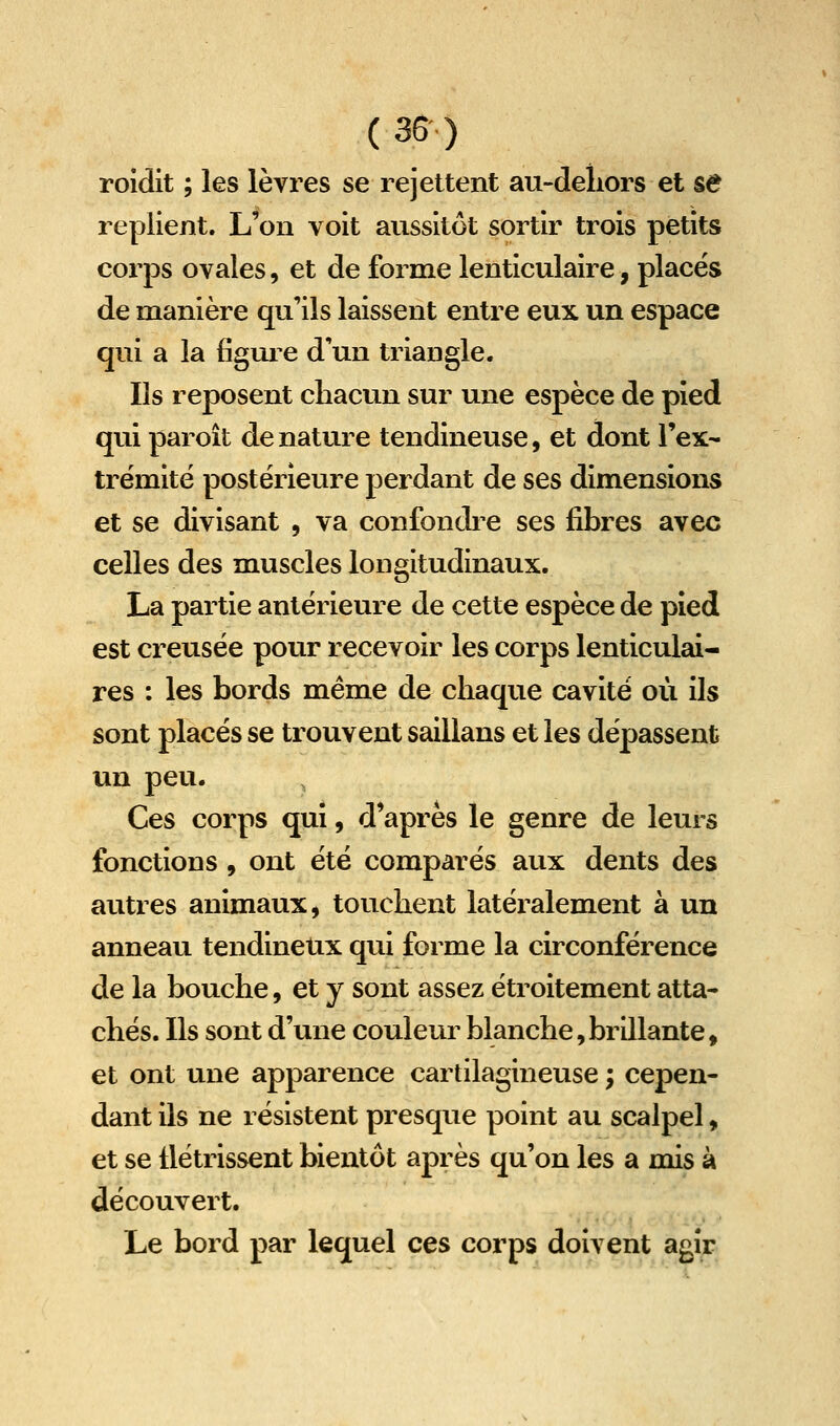 ( 35 ) roidit ; les lèvres se rejettent au-deliors et sa replient. L'on voit aussitôt sortir trois petits corps ovales, et de forme lenticulaire, placés de manière qu'ils laissent entre eux un espace qui a la figurée d'un triangle. Ils reposent chacun sur une espèce de pied qui paroît de nature tendineuse, et dont l'ex- trëmité postérieure perdant de ses dimensions et se divisant , va confondre ses fibres avec celles des muscles longitudinaux. La partie antérieure de cette espèce de pied est creusée pour recevoir les corps lenticulai- res : les bords même de chaque cavité où ils sont placés se trouvent saillans et les dépassent un peu. Ces corps qui, d'après le genre de leurs fonctions , ont été comparés aux dents des autres animaux, touchent latéralement à un anneau tendineux qui forme la circonférence de la bouche, et y sont assez étroitement atta- chés. Ils sont d'une couleur blanche,brillante, et ont une apparence cartilagineuse ; cepen- dant ils ne résistent presque point au scalpel, et se flétrissent bientôt après qu'on les a mis à découvert. Le bord par lequel ces corps doivent agir