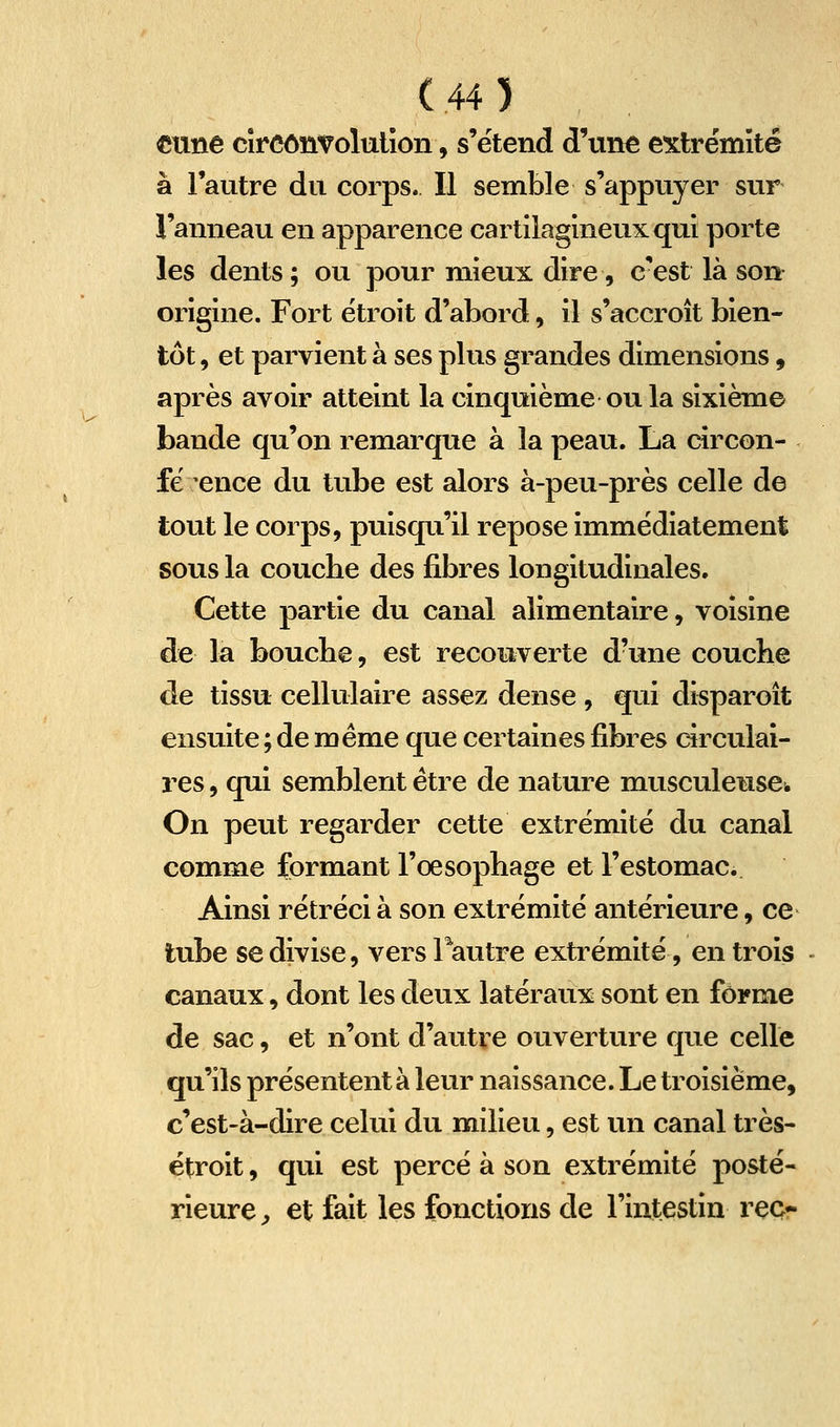 txme circonvolution, s'étend d'une extrémité à l'autre du corps. Il semble s'appuyer sur l'anneau en apparence cartilagineux qui porte les dents; ou pour mieux dire, cxst là sort origine. Fort étroit d'abord, il s'accroît bien- tôt , et parvient à ses plus grandes dimensions, après avoir atteint la cinquième ou la sixième bande qu'on remarque à la peau. La circon- fé ence du tube est alors à-peu-près celle de tout le corps, puisqu'il repose immédiatement sous la couche des fibres longitudinales. Cette partie du canal alimentaire, voisine de la boucbe, est recouverte d'une couche de tissu cellulaire assez dense , qui disparoît ensuite ; de même que certaines fibres circulai- res , qui semblent être de nature musculeuscw On peut regarder cette extrémité du canal comme formant l'œsophage et l'estomac. Ainsi rétréci à son extrémité antérieure, ce tube se divise, vers Tautre extrémité, en trois canaux, dont les deux latéraux sont en forme de sac, et n'ont d'autre ouverture que celle qu'ils présentent à leur naissance. Le troisième, c'est-à-dire celui du milieu, est un canal très- étroit , qui est percé à son extrémité posté- rieure ^ et fait les fonctions de l'intestin reçr