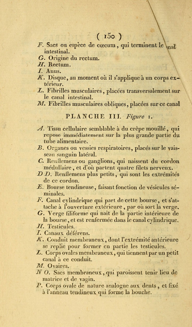 ( i5o ) F. Sacs ou espèce de cœcum, qui terminent le \jja]^ intestinal. G-, Origine du rectum. M. Rectum. \ I. Anus. K. Disque, au moment où il s'applique à un corps ex- térieur. jL. Fibrilles musculaires, placées transversalement sur le canal intestinal. M. Fibrilles musculaires obliques, placées sur ce canal PLANCHE III. Figure i. ^. Tissu cellulaire semblable à du crêpe mouillé, qui repose imraédiatemfint. sur la plus grande partie du tube alimentaire. B. Organes ou vessies respiratoires, placés sur le vais- seau sanguin latéral, C Renflemens ou ganglions, qui naissent du cordon médullaire , et d'où partent quatre filets nerveux. D D. Renflemens plus petits, qui sont les extrémités de ce cordon. E. Bourse tendineuse, faisant fonction de vésicules sé- minales. F. Canal cylindrique qui part de cette bourse, et s'at- tache à l'ouverture extérieure , par où sort la verge. G. Verge filiforme qui naît de la partie intérieure de la bourse, et est renfermée dans le canal cylindrique, H, Testicules. /. Canaux déférens. K. Conduit membraneux, dont l'extrémité antérieure se replie pour former en partie les testicules. L. Corps ovales membraneux, qui tiennent par un petit canal à ce conduit. M. Ovaires. N O. Sacs membraneux, qui paroissent tenir lieu de matrice et de vagin. P. Corps ovale de nature analogue aux dents , et fixé à l'anneau tendineux qui forme la bouche.