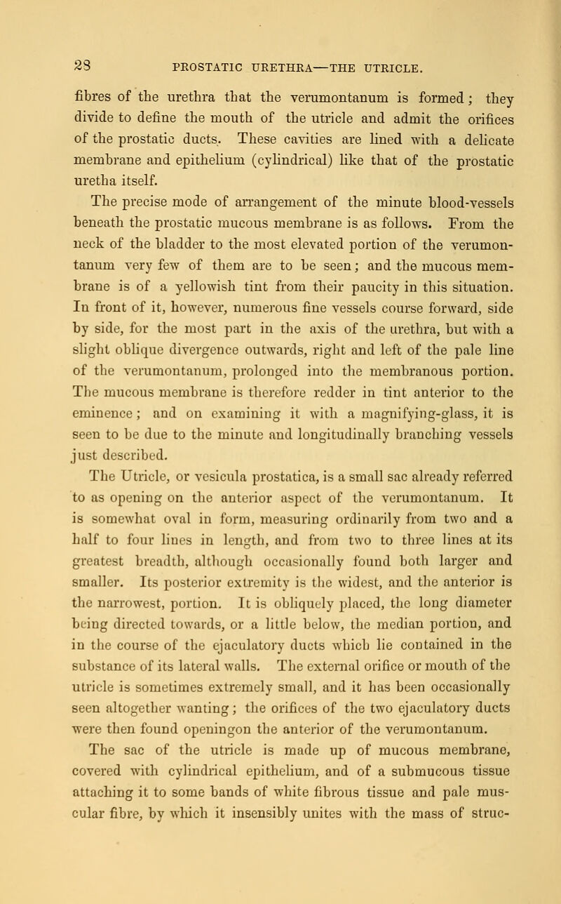 fibres of the urethra that the verumontanum is formed; they divide to define the mouth of the utricle and admit the orifices of the prostatic ducts. These cavities are fined with a delicate membrane and epithelium (cylindrical) like that of the prostatic uretha itself. The precise mode of arrangement of the minute blood-vessels beneath the prostatic mucous membrane is as follows. From the neck of the bladder to the most elevated portion of the verumon- tanum very few of them are to be seen; and the mucous mem- brane is of a yellowish tint from their paucity in this situation. In front of it, however, numerous fine vessels course forward, side by side, for the most part in the axis of the urethra, but with a slight oblique divergence outwards, right and left of the pale line of the verumontanum, prolonged into the membranous portion. The mucous membrane is therefore redder in tint anterior to the eminence; and on examining it with a magnifying-glass, it is seen to be due to the minute and longitudinally branching vessels just described. The Utricle, or vesicula prostatica, is a small sac already referred to as opening on the anterior aspect of the verumontanum. It is somewhat oval in form, measuring ordinarily from two and a half to four lines in length, and from two to three lines at its greatest breadth, although occasionally found both larger and smaller. Its posterior extremity is the widest, and the anterior is the narrowest, portion. It is obliquely placed, the long diameter being directed towards, or a little below, the median portion, and in the course of the ejaculatory ducts which lie contained in the substance of its lateral walls. The external orifice or mouth of the utricle is sometimes extremely small, and it has been occasionally seen altogether wanting; the orifices of the two ejaculatory ducts were then found openingon the anterior of the verumontanum. The sac of the utricle is made up of mucous membrane, covered with cylindrical epithelium, and of a submucous tissue attaching it to some bands of white fibrous tissue and pale mus- cular fibre, by which it insensibly unites with the mass of struc-