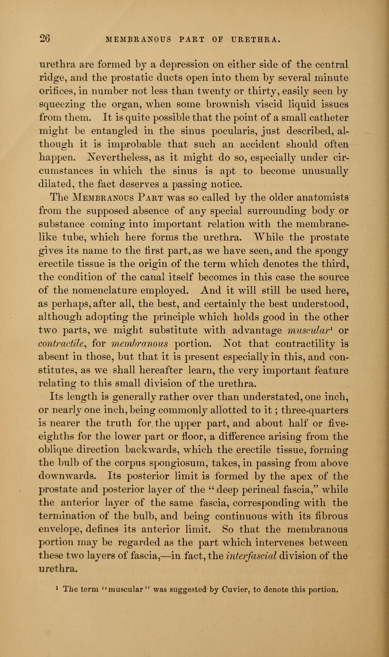 urethra are formed by a depression on either side of the central ridge, and the prostatic ducts open into them by several minute orifices, in number not less than twenty or thirty, easily seen by squeezing the organ, when some brownish viscid liquid issues from them. It is quite possible that the point of a small catheter might be entangled in the sinus pocularis, just described, al- though it is improbable that such an accident should often happen. Nevertheless, as it might do so, especially under cir- cumstances in which the sinus is apt to become unusually dilated, the fact deserves a passing notice. The Membranous Part was so called by the older anatomists from the supposed absence of any special surrounding body or substance coming into important relation with the membrane- like tube, which here forms the urethra. While the prostate gives its name to the first part, as we have seen, and the spongy erectile tissue is the origin of the term which denotes the third, the condition of the canal itself becomes in this case the source of the nomenclature employed. And it will still be used here, as perhaps, after all, the best, and certainly the best understood, although adopting the principle which holds good in the other two parts, we might substitute with advantage muscular1 or contractile, for membranous portion. Not that contractility is absent in those, but that it is present especially in this, and con- stitutes, as we shall hereafter learn, the very important feature relating to this small division of the urethra. Its length is generally rather over than understated, one inch, or nearly one inch, being commonly allotted to it; three-quarters is nearer the truth for the upper part, and about half or five- eighths for the lower part or floor, a difference arising from the oblique direction backwards, which the erectile tissue, forming the bulb of the corpus spongiosum, takes, in passing from above downwards. Its posterior limit is formed by the apex of the prostate and posterior layer of the  deep perineal fascia, while the anterior layer of the same fascia, corresponding with the termination of the bulb, and being continuous with its fibrous envelope, defines its anterior limit. So that the membranous portion may be regarded as the part which intervenes between these two layers of fascia,—in fact, the interfascial division of the urethra. 1 The term muscular was suggested by Cuvier, to denote this portion.