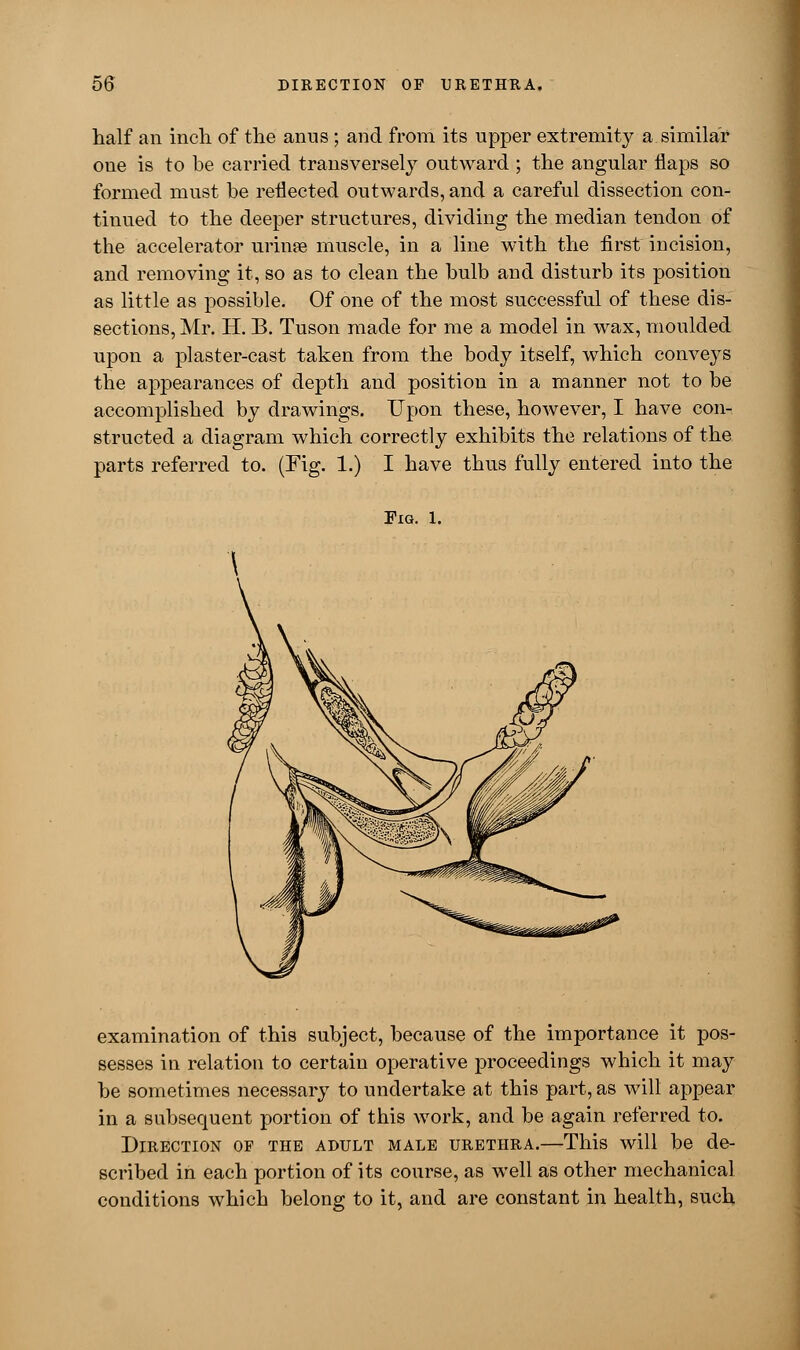 half an inch of the anus ; and from its upper extremity a similar one is to be carried transversely outward ; the angular flaps so formed must be reflected outwards, and a careful dissection con- tinued to the deeper structures, dividing the median tendon of the accelerator urinse muscle, in a line with the first incision, and removing it, so as to clean the bulb and disturb its position as little as possible. Of one of the most successful of these dis- sections, Mr. H. B. Tuson made for me a model in wax, moulded upon a plaster-cast taken from the body itself, which conveys the appearances of depth and position in a manner not to be accomplished by drawings. Upon these, however, I have con- structed a diagram which correctly exhibits the relations of the parts referred to. (Fig. 1.) I have thus fully entered into the Fig. 1. examination of this subject, because of the importance it pos- sesses in relation to certain operative proceedings which it may be sometimes necessary to undertake at this part, as will appear in a subsequent portion of this work, and be again referred to. Direction of the adult male urethra.—This will be de- scribed in each portion of its course, as well as other mechanical conditions which belong to it, and are constant in health, such