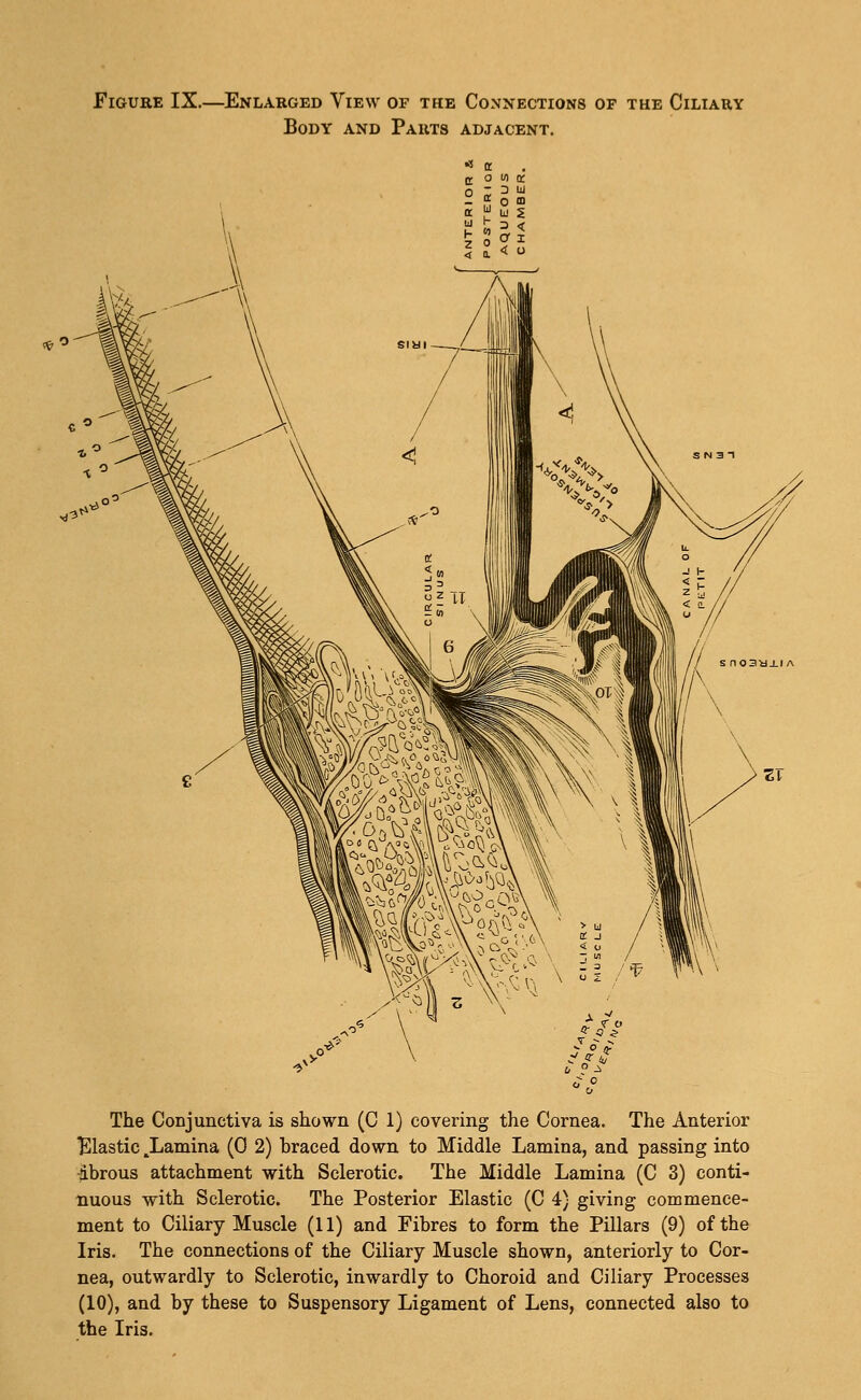 Figure IX. -Enlarged View of the Connections of the Ciliary Body and Parts adjacent. The Conjunctiva is shown (C 1) covering the Cornea. The Anterior Elastic ^Lamina (0 2) braced down to Middle Lamina, and passing into -dbrous attachment with Sclerotic. The Middle Lamina (C 3) conti- nuous with Sclerotic. The Posterior Elastic (C 4) giving commence- ment to Ciliary Muscle (11) and Fibres to form the Pillars (9) of the Iris. The connections of the Ciliary Muscle shown, anteriorly to Cor- nea, outwardly to Sclerotic, inwardly to Choroid and Ciliary Processes (10), and by these to Suspensory Ligament of Lens, connected also to the Iris.