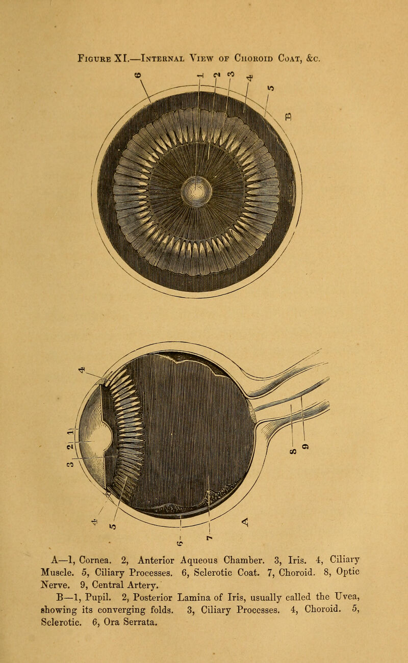 Figure XL—Internal View of Choroid Coat, &c. A—1, Cornea. 2, Anterior Aqueous Chamber. 3, Iris. 4, Ciliary Muscle. 5, Ciliary Processes. 6, Sclerotic Coat. 7, Choroid. 8, Optic Nerve. 9, Central Artery. B—1, Pupil. 2, Posterior Lamina of Iris, usually called the Uvea, showing its converging folds. 3, Ciliary Processes. 4, Choroid. 5, Sclerotic. 6, Ora Serrata.