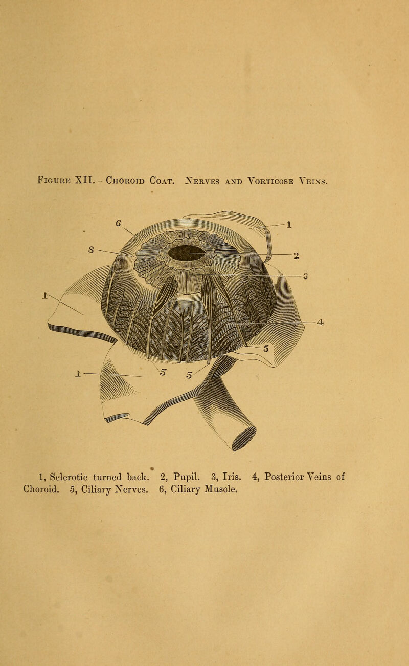 Figure XII. - Choroid Coat. Nerves and Vorticose Veins. -— 1 1, Sclerotic turned back. 2, Pupil. 3, Iris. 4, Posterior Veins of