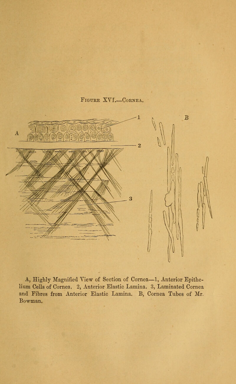 — 2 A, Highly Magnified View of Section of Cornea—1, Anterior Epithe- lium Cells of Cornea. 2, Anterior Elastic Lamina. 3, Laminated Cornea and Fibres from Anterior Elastic Lamina. B, Cornea Tubes of Mr. Bowman.