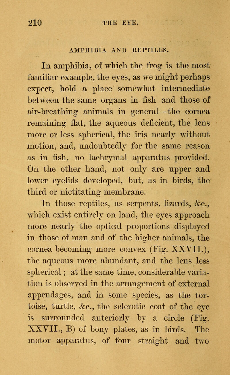 AMPHIBIA AND REPTILES. In amphibia, of which, the frog is the most familiar example, the eyes, as we might perhaps expect, hold a place somewhat intermediate between the same organs in fish and those of air-breathing animals in general—the cornea remaining fiat, the aqueous deficient, the lens more or less spherical, the iris nearly without motion, and, undoubtedly for the same reason as in fish, no lachrymal apparatus provided. On the other hand, not only are upper and lower eyelids developed, but, as in birds, the third or nictitating membrane. In those reptiles, as serpents, lizards, &c, which exist entirely on land, the eyes approach more nearly the optical proportions displayed in those of man and of the higher animals, the cornea becoming more convex (Pig. XXVII.), the aqueous more abundant, and the lens less spherical; at the same time, considerable varia- tion is observed in the arrangement of external appendages, and in some species, as the tor- toise, turtle, &c, the sclerotic coat of the eye is surrounded anteriorly by a circle (Pig. XXVII., B) of bony plates, as in birds. The motor apparatus, of four straight and two