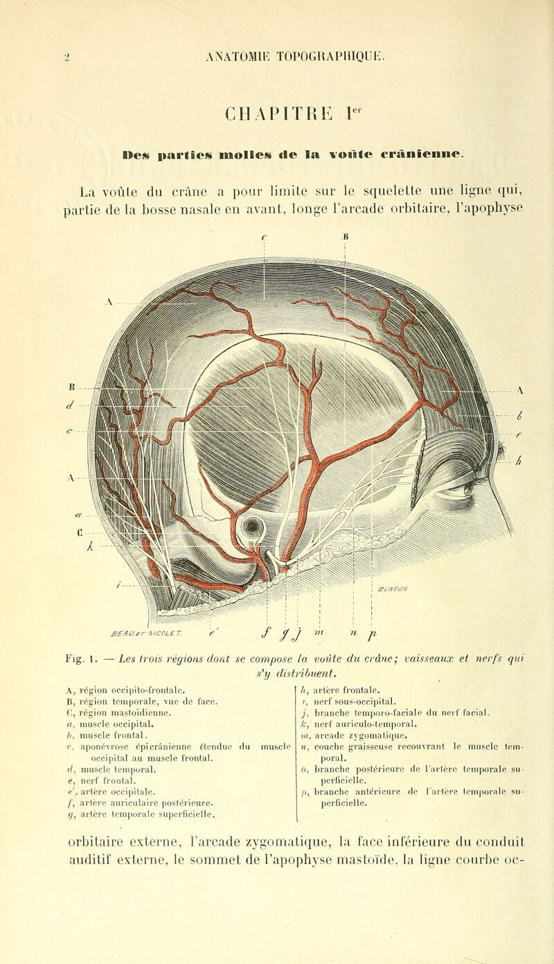 CHAPITRE Y Ucs parties molles tle la voiite crânienne. La voûte du crâne a pour limite sur le squelette une ligne qui, partie delà bosse nasale en avant, longe l'arcade orbitaire, l'apophyse Be/lUfr A1C0LE T. /fj n ji Fig, 1. — Les trois régions dont se compose la voûte du crâne; vaisseaux et nerfs qui s'y distribuent. h, artère frontale. A, région occipito-frontale. B, région temporale, -vue de face. C, région mastoïdienne. n, muscle occipital. b, muscle frontal. r. aponévrose épi crânienne étendue du musclt occipital au muscle frontal. d, muscle temporal. e, nerf frontal. e', artère occipitale. f, artère auriculaire postérieure. g, artère temporale superficielle. i, nerf sous-occipital. j, branche temporo-faciale du nerf facial. k, nerf auriculo-temporal. m, arcade zygomatique. n, couche graisseuse recouvrant le muscle tem- poral. o, branche postérieure de l'artère temporale su- perficielle. p, branche antérieure de l'artère temporale su- perficielle. orbitaire externe, l'arcade zygomatique, la face inférieure du conduit auditif externe, le sommet de l'apophyse mastoïde, la ligne courbe oc-