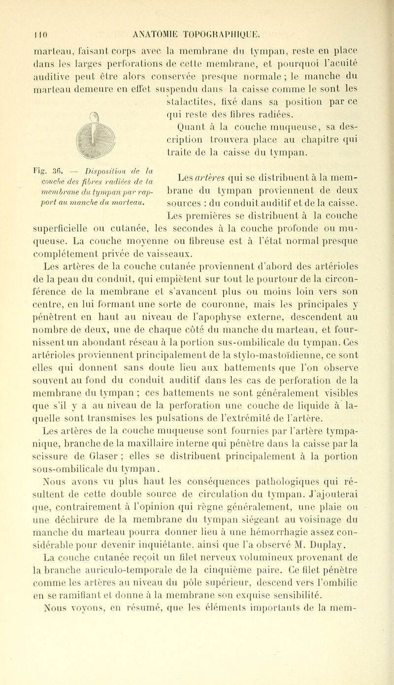 marteau, faisant corps avec la membrane du tympan, reste en place dans les larges perforations de cette membrane, et pourquoi l'acuité auditive peut être alors conservée presque normale ; le manche du marteau demeure en effet suspendu dans la caisse comme le sont les stalactites, fixé clans sa position par ce qui reste des fibres radiées. Quant à la couche muqueuse, sa des- cription trouvera place au chapitre qui traite de la caisse du tympan. Fig. 36. — Disposition de la , . -...-, couche des fibres radiées de la Les arteres CIU1 se distribuent a la mem- membrane du tympan par rap- brane du tympan proviennent de deux port au manche du marteau. sources : du conduit auditif et de la caisse. Les premières se distribuent à la couche superficielle ou cutanée, les secondes à la couche profonde ou mu- queuse. La couche moyenne ou fibreuse est à l'état normal presque complètement privée de vaisseaux. Les artères de la couche cutanée proviennent d'abord des artérioles de la peau du conduit, qui empiètent sur tout le pourtour de la circon- férence de la membrane et s'avancent plus ou moins loin vers son centre, en lui formant une sorte de couronne, mais les principales y pénètrent en haut au niveau de l'apophyse externe, descendent au nombre de deux, une de chaque côté du manche du marteau, et four- nissent un abondant réseau à la portion sus-ombilicale du tympan. Ces artérioles proviennent principalement de la stylo-mastoïdienne, ce sont elles qui donnent sans doute lieu aux battements que l'on observe souvent au fond du conduit auditif dans les cas de perforation de la membrane du tympan ; ces battements ne sont généralement visibles que s'il y a au niveau de la perforation une couche de liquide à la- quelle sont transmises les pulsations de l'extrémité de l'artère. Les artères de la couche muqueuse sont fournies par l'artère tympa- nique, branche de la maxillaire interne qui pénètre dans la caisse par la scissure de Glaser ; elles se distribuent principalement à la portion sous-ombilicale du tympan. Nous avons vu plus haut les conséquences pathologiques qui ré- sultent de cette double source de circulation du tympan. J'ajouterai que, contrairement à l'opinion qui règne généralement, une plaie ou une déchirure de la membrane du tympan siégeant au voisinage du manche du marteau pourra donner lieu à une hémorrhagie assez con- sidérable pour devenir inquiétante, ainsi que l'a observé M. Duplay. La couche cutanée reçoit un filet nerveux volumineux provenant de la branche auriculo-temporale de la cinquième paire. Ce filet pénètre comme les artères au niveau du pôle supérieur, descend vers l'ombilic en se ramifiant et donne à la membrane son exquise sensibilité. Nous voyons, en résumé, que les éléments importants de la mem-