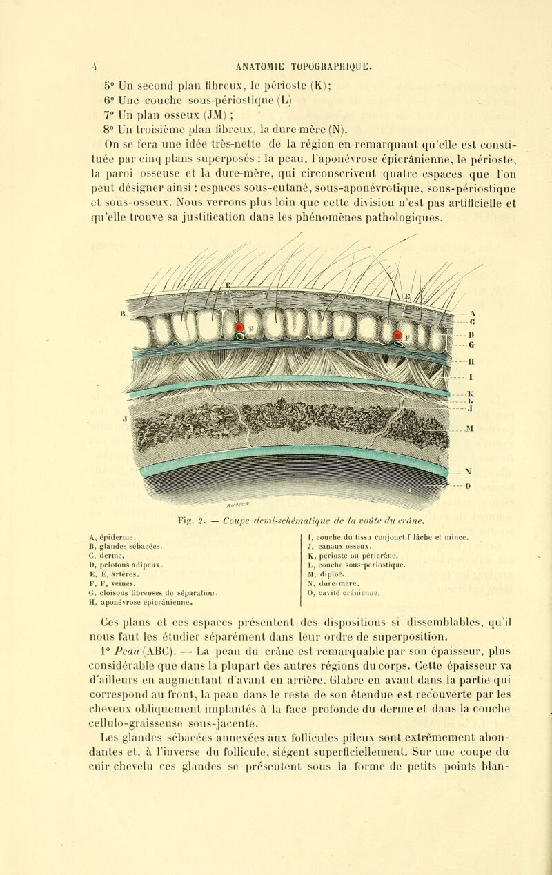 5° Un second plan fibreux, le périoste (K); 6° Une couche sous-périostique (L) 7° Un plan osseux (JM) ; 8° Un troisième plan fibreux, la dure-mère (N). On se fera une idée très-nette de la région en remarquant qu'elle est consti- tuée par cinq plans superposés : la peau, l'aponévrose épicrânienne, le périoste, la paroi osseuse et la dure-mère, qui circonscrivent quatre espaces que l'on peut désigner ainsi : espaces sous-cutané, sous-aponévrotique, sous-périostique et sous-osseux. Nous verrons plus loin que cette division n'est pas artificielle et qu'elle trouve sa justification dans les phénomènes pathologiques. If 1 1 î il I \! I Y ~ - « su^eo'/'J Fig. 2. — Coupe demi-schématique de la voûte du crâne. A, épiderme. B, glandes sébacées. C, derme. U, pelotons adipeux. 1Î, E, artères. F, F, veines. G, cloisons fibreuses de séparation. H, aponévrose épicrânienne. I, couche du tissu conjonctif lâche et mince. J, canaux osseux. K, périoste ou péricrâne. L, couche sous-périostique. M, diploé. N, dure-mère. 0, cavité crânienne. Ces plans et ces espaces présentent des dispositions si dissemblables, qu'il nous faut les étudier séparément dans leur ordre de superposition. 1° Peau (ABC). — La peau du crâne est remarquable par son épaisseur, plus considérable que dans la plupart des autres régions du corps. Cette épaisseur va d'ailleurs en augmentant d'avant en arrière. Glabre en avant dans la partie qui correspond au front, la peau dans le reste de son étendue est recouverte par les cheveux obliquement implantés à la face profonde du derme et dans la couche cellulo-graisseuse sous-jacente. Les glandes sébacées annexées aux follicules pileux sont extrêmement abon- dantes et, à l'inverse du follicule, siègent superfîciellemenL Sur une coupe du cuir chevelu ces glandes se présentent sous la forme de petits points blan-