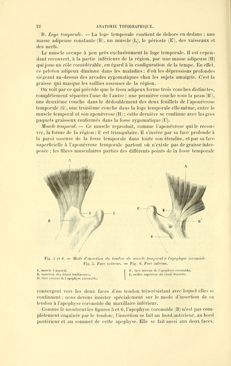 B. Loge temporale. —La loge temporale contient de dehors en dedans : une masse adipeuse constante (H), un muscle (L), le périoste (E'), des vaisseaux et des nerfs. Le muscle occupe à peu près exclusivement la loge temporale. Il est cepen- dant recouvert, à la partie inférieure de la région, par une masse adipeuse (H) qui joue un rôle considérable, eu égard à la configuration de la tempe. En effet, ce peloton adipeux diminue dans les maladies : d'où les dépressions profondes siégeant au-dessus des arcades zygomatiques chez les sujets amaigris. C'est la graisse qui masque les saillies osseuses de la région. On voit par ce qui précède que le tissu adipeux forme trois couches distinctes, complètement séparées l'une de l'autre : une première couche sous la peau (B'), une deuxième couche dans le dédoublement des deux feuillets de l'aponévrose temporale (G), une troisième couche dans la loge temporale elle-même, entre le muscle temporal et son aponévrose (H) ; cette dernière se continue avec les gros paquets graisseux renfermés dans la fosse zygomatique (U). Muscle temporal. — Ce muscle reproduit, comme l'aponévrose qui le recou- vre, la forme de la région : il est triangulaire. Il s'insère par sa face profonde à la paroi osseuse de la fosse temporale dans toute son étendue, et par sa face superficielle à l'aponévrose temporale partout où n'existe pas de graisse inter- posée ; les fibres musculaires parties des différents points de la fosse temporale A Fig. 5 et 6. — Mode d'insertion du tendon du muscle temporal à l'apophyse coronoïde. Fis;. 5. Face externe. — Fig. G. Face interne. A, muscle temporal. B, insertion des fibres tendineuses. D, face externe de l'apophyse coronoïde. D', face interne de l'apophyse coronoïde. E, orifice supérieur du canal dentaire. convergent vers les deux faces d'un tendon très-résistant avec lequel elles se continuent ; nous devons insister spécialement sur le mode d'insertion de ce tendon à l'apophyse coronoïde du maxillaire inférieur. Gomme le montrent les figures 5 et 6, l'apophyse coronoïde (B) n'est pas com- plètement engaînée par le tendon ; l'insertion se fait au bord antérieur, au bord postérieur et au sommet de cette apophyse. Elle se fait aussi aux deux faces,