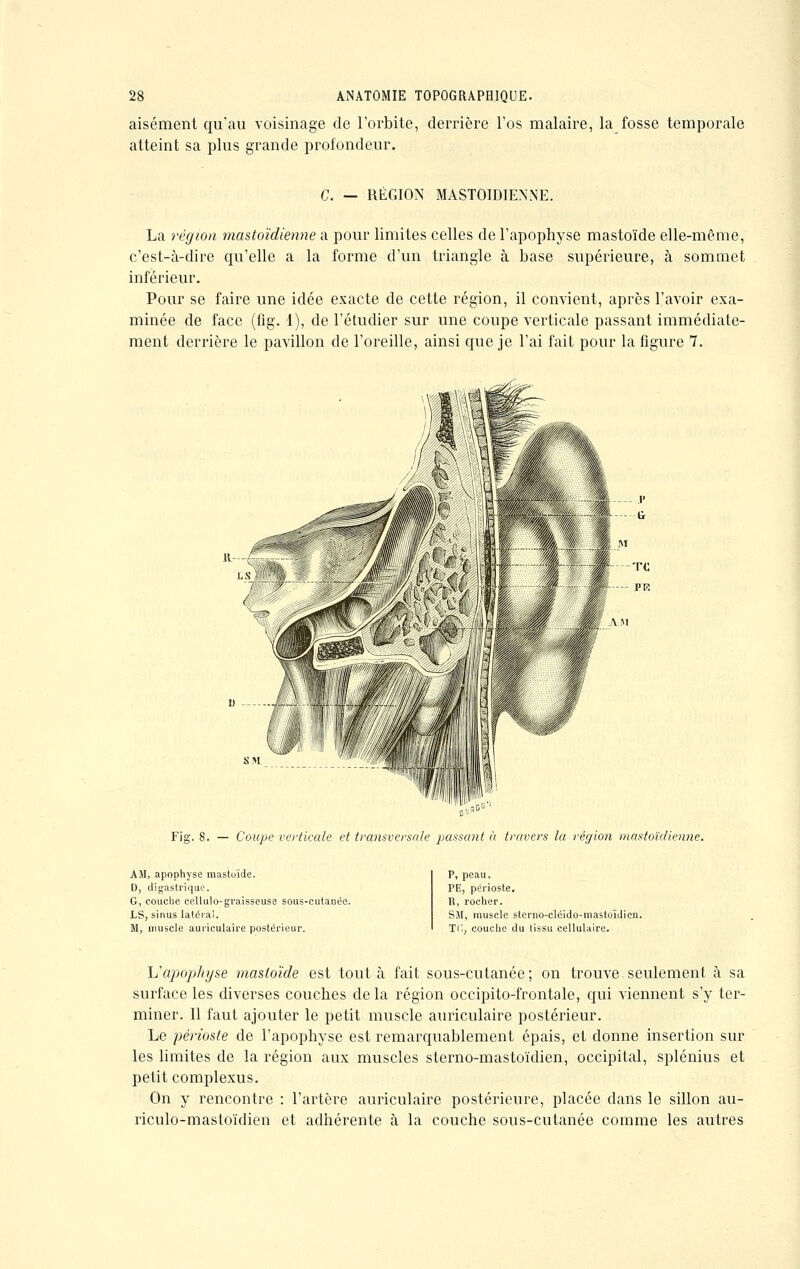 aisément qu'au voisinage de l'orbite, derrière l'os malaire, la fosse temporale atteint sa plus grande profondeur. G. — RÉGION MASTOÏDIENNE. La région mastoïdienne a pour limites celles de l'apophyse mastoïde elle-même, c'est-à-dire qu'elle a la forme d'un triangle à base supérieure, à sommet inférieur. Pour se faire une idée exacte de cette région, il convient, après l'avoir exa- minée de face (fîg. 1), de l'étudier sur une coupe verticale passant immédiate- ment derrière le pavillon de l'oreille, ainsi que je l'ai fait pour la figure 1. Fig. 8. — Coupe verticale et transversale passant à travers la région mastoïdienne. AMj apophyse mastoïde. D, digastrique. G, couche cellulo-graisseuse sous-cutanée. LS, sinus latéral. M, muscle auriculaire postérieur. P, peau. PE, périoste. R, rocher. SU, muscle sterno-cléido-mastoïdien. T(; couche du tissu cellulaire. L'apophyse mastoïde est tout à fait sous-cutanée ; on trouve seulement à sa surface les diverses couches delà région occipito-frontale, qui viennent s'y ter- miner. Il faut ajouter le petit muscle auriculaire postérieur. Le périoste de l'apophyse est remarquablement épais, et donne insertion sur les limites de la région aux muscles sterno-mastoïdien, occipital, splénius et petit complexus. On y rencontre : l'artère auriculaire postérieure, placée dans le sillon au- riculo-mastoïdien et adhérente à la couche sous-cutanée comme les autres