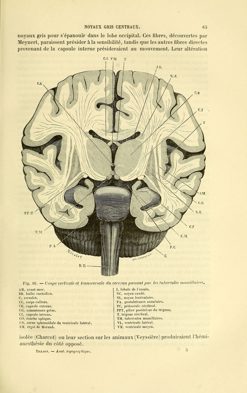 noyaux gris pour s'épanouir dans le lobe occipital. Ces fibres, découvertes par Meynert, paraissent présider à la sensibilité, tandis que les autres fibres directes provenant de la capsule interne présideraient au mouvement. Leur altération CX TRI Fig. 1G. — Coupe verticale et transversale du cerveau passant par les tubercules mamillaires. AM, avant-mur. BR, bulbe rachidien. C, cervelet. CC, corps calleux. CE, capsule externe. CG, commissure grise. CI, capsule iuterue. CO, couche optique. CS, corne sphénoïdale du ventricule latéral. EJI, ergot de Morand. I, lobule de l'insula. NC, noyau caudé. NL, noyau lenticulaire. PA, protubérance annulaire. PC, pédoncule cérébral. PPT, pilier postérieur du trigone. T, trigone cérébral. TM, tubercules mamillaires. VL, ventricule latéral. VM, ventricule moyen. isolée (Gharcot) ou leur section sur les animaux (Veyssière) produiraient l'hémi- anesthésie du côté opposé. Tillaux. — Anat. topographigue.