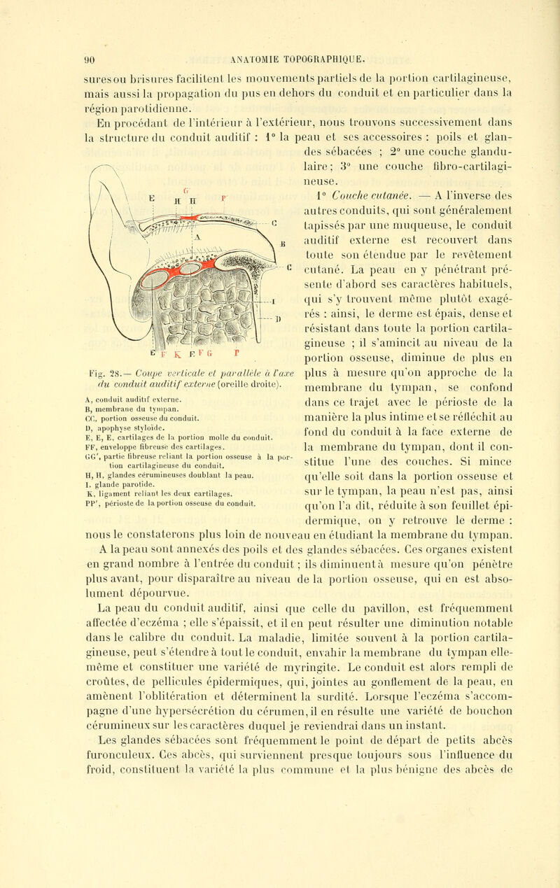 sures ou brisures facilitent les mouvements partiels de la portion cartilagineuse, mais aussi la propagation du pus en dehors du conduit et en particulier dans la région parotidienne. En procédant de l'intérieur à l'extérieur, nous trouvons successivement dans la structure du conduit auditif : 1° la peau et ses accessoires : poils et glan- des sébacées ; 2° une couche glandu- laire ; 3° une couche fibro-cartilagi- neuse. 1° Couche cutanée. — A l'inverse des autres conduits, qui sont généralement tapissés par une muqueuse, le conduit auditif externe est recouvert dans toute son étendue par le revêtement cutané. La peau en y pénétrant pré- sente d'abord ses caractères habituels, qui s'y trouvent môme plutôt exagé- rés : ainsi, le derme est épais, dense et résistant dans toute la portion cartila- gineuse ; il s'amincit au niveau de la portion osseuse, diminue de plus en plus à mesure qu'on approche de la membrane du tympan, se confond dans ce trajet avec le périoste de la manière la plus intime et se réfléchit au fond du conduit à la face externe de la membrane du tympan, dont il con- stitue l'une des couches. Si mince qu'elle soit dans la portion osseuse et sur le tympan, la peau n'est pas, ainsi qu'on l'a dit, réduite à son feuillet épi- dermique, on y retrouve le derme : nous le constaterons plus loin de nouveau en étudiant la membrane du tympan. A la peau sont annexés des poils et des glandes sébacées. Ces organes existent en grand nombre à l'entrée du conduit ; ils diminuent à mesure qu'on pénètre plus avant, pour disparaître au niveau de la portion osseuse, qui en est abso- lument dépourvue. La peau du conduit auditif, ainsi que celle du pavillon, est fréquemment affectée d'eczéma ; elle s'épaissit, et il en peut résulter une diminution notable dans le calibre du conduit. La maladie, limitée souvent à la portion cartila- gineuse, peut s'étendre à tout le conduit, envahir la membrane du tympan elle- même et constituer une variété de myringite. Le conduit est alors rempli de croûtes, de pellicules épidermiques, qui, jointes au gonflement de la peau, en amènent l'oblitération et déterminent la surdité. Lorsque l'eczéma s'accom- pagne d'une hypersécrétion du cérumen, il en résulte une variété de bouchon cérumineux sur les caractères duquel je reviendrai dans un instant. Les glandes sébacées sont fréquemment le point de départ de petits abcès furonculeux. Ces abcès, qui surviennent presque toujours sous l'influence du froid, constituent la variété la plus commune et la plus bénigne des abcès de r F & Fïg. 28.— Coupe verticale et parallèle à l'axe du conduit auditif externe (oreille droite). A, conduit auditif externe. B, membrane du tympan. CC, portion osseuse du conduit. D, apophyse styloïde. E, E, E, cartilages de la portion molle du conduit. FF, enveloppe fibreuse des cartilages. tiG', partie fibreuse reliant la portion osseuse à la por- tion cartilagineuse du conduit. H, H, glandes cérumineuses doublant la peau. I, glande parotide. K, ligament reliant les deux cartilages. PP', périoste de la portion osseuse du conduit.