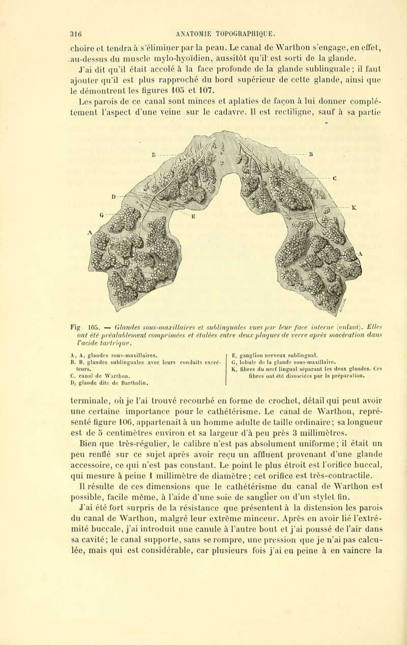 choireet tendra à s'éliminer parla peau. Le canal de Warthon s'engage, en effet, .au-dessus du muscle mylo-hyoïdien, aussitôt qu'il'est sorti de la glande. J'ai dit qu'il était accolé à la face profonde de la glande sublinguale ; il faut ajouter qu'il est plus rapproché du bord supérieur de cette glande, ainsi que le démontrent les figures 105 et 107. Les parois de ce canal sont minces et aplaties de façon à lui donner complè- tement l'aspect d'une veine sur le cadavre. Il est rectiligne, sauf à sa partie 4-P -^v 4ÈkA ■■■>«'■ J. V7>:^'Y/-- '-V..-'■■. ... • ' . . .;■■) ■ , «SPB Fig 105. — Glandes sous-maxillaires et sublinguales vues par leur face interne (enfant). Elles ont été préalablement comprimées et étalées entre deux plaques de verre après macération dans l'acide tartrique. A, A, glandes sous-maxillaires. B, B, glandes sublinguales avec leurs conduits excré- teurs. C, canal de Warthon. D, glande dite de Bartholin. E, ganglion nerveux sublingual. G, lobule de la glande sous-maxillaire. K, fibres du nerf lingual séparant les deux glandes. Ces fibres ont été dissociées par la préparation. terminale, où je l'ai trouvé recourbé en forme de crochet, détail qui peut avoir une certaine importance pour le cathétérisme. Le canal de Warthon, repré- senté figure 106, appartenait à un homme adulte de taille ordinaire ; sa longueur est de 5 centimètres environ et sa largeur d'à peu près 3 millimètres. Bien que très-régulier, le calibre n'est pas absolument uniforme ; il était un peu renflé sur ce sujet après avoir reçu un affluent provenant d'une glande accessoire, ce qui n'est pas constant. Le point le plus étroit est l'orifice buccal, qui mesure à peine 1 millimètre de diamètre; cet orifice est très-contractile. Il résulte de ces dimensions que le cathétérisme du canal de Warthon est possible, facile même, à l'aide d'une soie de sanglier ou d'un stylet fin. J'ai été fort surpris de la résistance que présentent à la distension les parois du canal de Warthon, malgré leur extrême minceur. Après en avoir lié l'extré- mité buccale, j'ai introduit une canule à l'autre bout et j'ai poussé de l'air dans sa cavité; le canal supporte, sans se rompre, une pression que je n'ai pas calcu- lée, mais qui est considérable, car plusieurs fois j'ai eu peine à en vaincre la