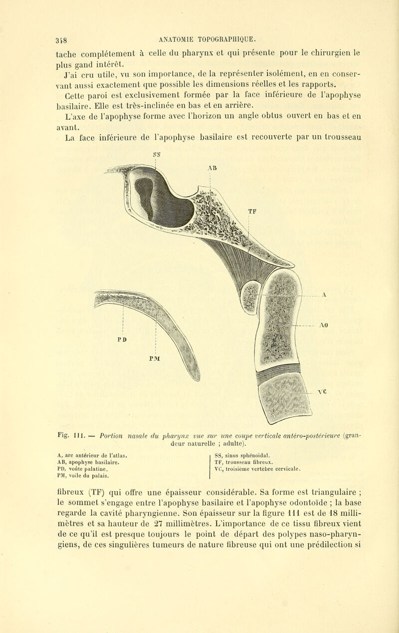 tache complètement à celle du pharynx et qui présente pour le chirurgien le plus gand intérêt. J'ai cru utile, vu son importance, de la représenter isolément, en en conser- vant aussi exactement que possible les dimensions réelles et les rapports. Cette paroi est exclusivement formée par la face inférieure de l'apophyse basilaire. Elle est très-inclinée en bas et en arrière. L'axe de l'apophyse forme avec l'horizon un angle obtus ouvert en bas et en avant. La face inférieure de l'apophyse basilaire est recouverte par un trousseau s s AB «sa», TF Fig. 111. — Portion nasale du pharynx vue sur une coupe verticale antéro-postérieure (gran- deur naturelle ; adulte). A, arc antérieur de l'atlas. AB, apophyse basilaire. PD, -voûte palatine. PM, voile du palais. SS, sinus sphénoïdal. TF, trousseau fibreux. VC, troisième vertèbre cervicale. fibreux (TF) qui offre une épaisseur considérable. Sa forme est triangulaire ; le sommet s'engage entre l'apophyse basilaire et l'apophyse odontoïde ; la base regarde la cavité pharyngienne. Son épaisseur sur la figure 111 est de 18 milli- mètres et sa hauteur de 27 millimètres. L'importance de ce tissu fibreux vient de ce qu'il est presque toujours le point de départ des polypes naso-pharyn- giens, de ces singulières tumeurs de nature fibreuse qui ont une prédilection si