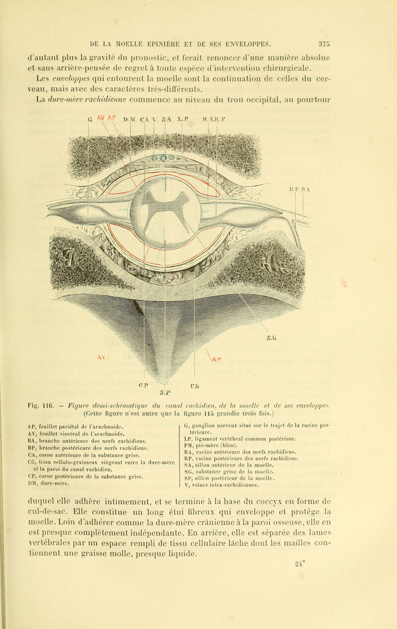 d'autant plus la gravité du pronostic, et forait renoncer d'une manière absolue et sans arrière-pensée de regret à toute espèce d'intervention chirurgicale. Les enveloppes qui entourent la moelle sont la continuation de celles du cer- veau, mais avec des caractères très-différents. La dure-mère rachidienne commence au niveau du trou occipital, au pourtour G AV AP xj.RC CUV! SA. LT R. A.u.i B.P R\ Fig. 116. — Figure demi-schématique du canal rachidien, de la moelle et de ses enveloppe* (Cette figure n'est autre que la figure 115 grandie trois fois.) AP, feuillet pariétal de l'arachnoïde. AV, feuillet viscéral de l'arachnoïde. BA, branche antérieure des nerfs rachidiens. BP, branche postérieure des nerfs rachidiens. CA, corne antérieure de la substance grise. CG, tissu cellulo-graisseux siégeant entre la dure-mère et la paroi du canal rachidien. CP, corne postérieure de la substance grise. DM, dure-mère. G, ganglion nerveux situé sur le trajet de la racine pos- térieure. LP, ligament vertébral commun postérieur. PU, pie-mère (bleu). RA, racine antérieure des nerfs rachidiens. RP, racine postérieure des nerfs rachidiens. SA, sillon antérieur de la moelle. SG, substance grise de la moelle. SP, sillon postérieur de la moelle. V, veines intra-rachidiennes. duquel elle adhère intimement, et se termine à la base du coccyx en forme de cul-de-sac. Elle constitue un long étui fibreux qui enveloppe et protège la moelle. Loin d'adhérer comme la dure-mère crânienne à la paroi osseuse, elle en est presque complètement indépendante. En arrière, elle est séparée des lames vertébrales par un espace rempli de tissu cellulaire lâche dont les mailles con- tiennent une graisse molle, presque liquide. 24*