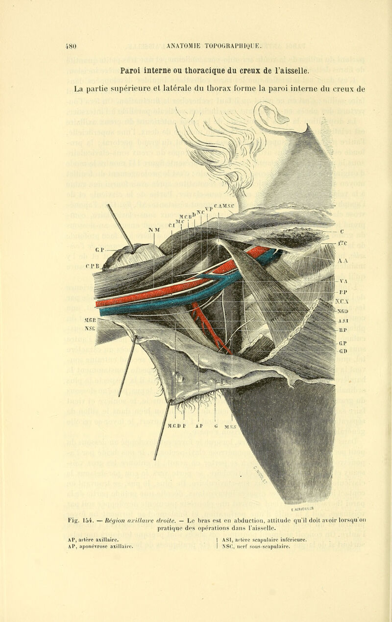 Paroi interne ou thoracique du creux de l'aisselle. La partie supérieure et latérale du thorax forme la paroi interne du creux de c A.A -l'.V KC.S -N.G.Ï) :-A.S.I J-T3.P lf»i«â a#':«5;. N\K;##C%,..:'V 1 ..cflï^sic^ J-G.P ;;'iiîs|iilïîp'§ki :; J-G.T) Fig. 154. — Région axillmre droite. — Le bras est en abduction, attitude qu'il doit avoir lorsqu'on pratique des opérations dans l'aisselle. AP, aitère axillaire. AP, aponévrose axillaiie. A SI, artère scapulaire inférieure. NSC, nerf sous-scapulaire.