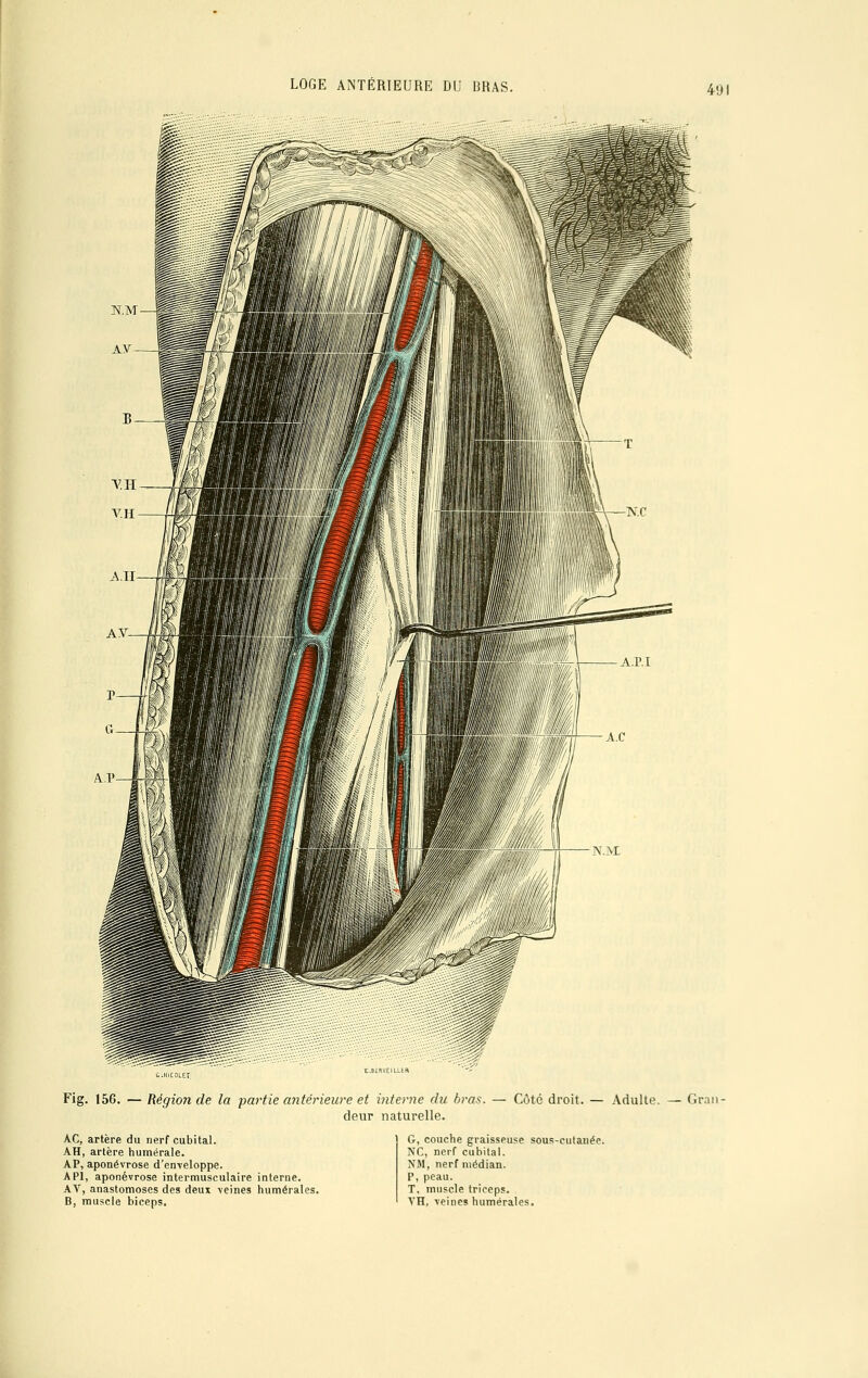 E.BESVEIU-iH Fig. 156. — Région de la partie antérieure et interne du bras. — Côté droit. — Adulte. — Grai deur naturelle. AC, artère du nerf cubital. AH, artère humérale. AP, aponévrose d'enveloppe. API, aponévrose intermusculaire interne. AV, anastomoses des deux veines numérales. B, muscle biceps. G, couche graisseuse sous-cutanée. NC, nerf cubital. NM, nerf médian. P, peau. T. muscle triceps. VH, veines humërales.