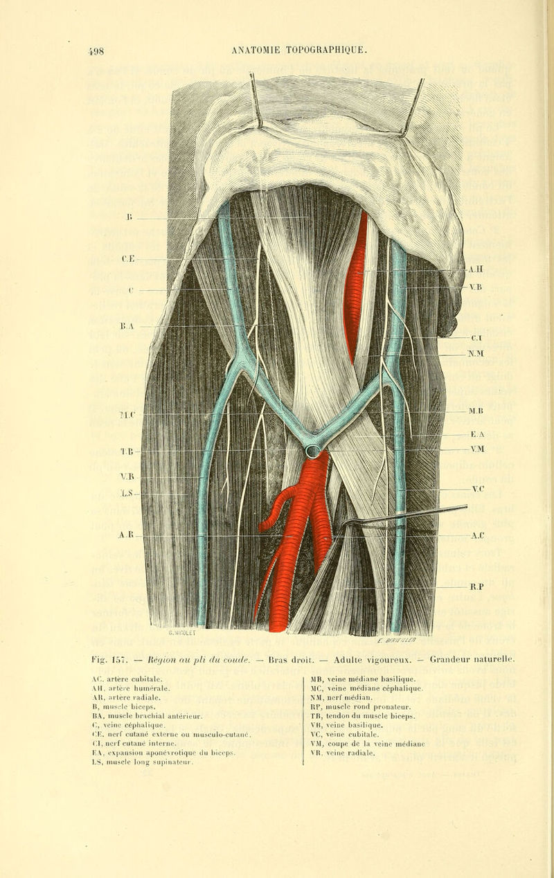 Fig. 15/ Région au pli du coude. — Bras droit. — Adulte vigoureux. — Grandeur naturel A(. artère cubitale. AH, artère numérale. AU, artère radiale. 13, muscle biceps. BA, muscle brachial antérieur. ('., -veine céphalique. C.K, nerf cutané externe ou musculo-cutané Cl, nerf cutané interne. KA, expansion aponéviotique du biceps. LS, muscle long supinateur. MB, veine médiane basilique. MC, veine médiane céphalique. NM, nerf médian. RP, muscle rond pronateur. TB, tendon du muscle biceps. VB, veine basilique. VC, veine cubitale. VM, coupe de la veine médiane VR, veine radiale.