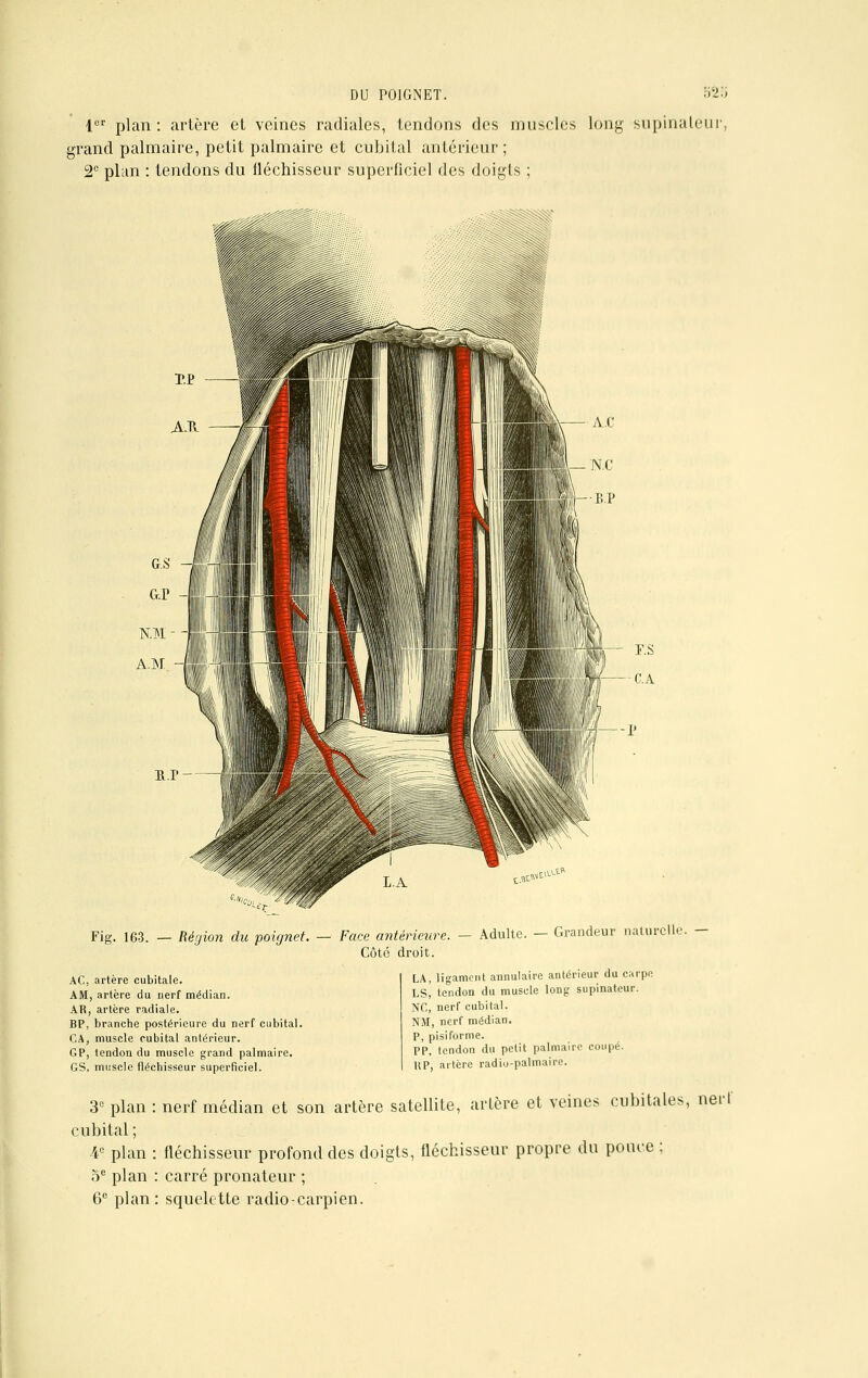 1er plan: artère et veines radiales, tendons des muscles long supinateur, grand palmaire, petit palmaire et cubital antérieur; 2e plan : tendons du lléchisseur superficiel des doigts ; Fig. 163. — Région du poignet. AC, artère cubitale. AM, artère du nerf médian. AR, artère radiale. BP, branche postérieure du nerf cubital. CA, muscle cubital antérieur. GP, tendon du muscle grand palmaire. GS, muscle fléchisseur superficiel. Face antérieure. Côté droit. Adulte. — Grandeur naturelle. — LA, ligament annulaire antérieur du carpe Ls! tendon du muscle long supinateur. NC, nerf cubital. NM, nerf médian. P, pisiforme. PP, tendon du petit palmaire coupé. HP, artère radio-palmaire. 3e plan : nerf médian et son artère satellite, artère et veines cubitales, net- cubital; 4e plan : fléchisseur profond des doigts, fléchisseur propre du pouce ; 5e plan : carré pronateur ; 6e plan: squelette radio-carpien.