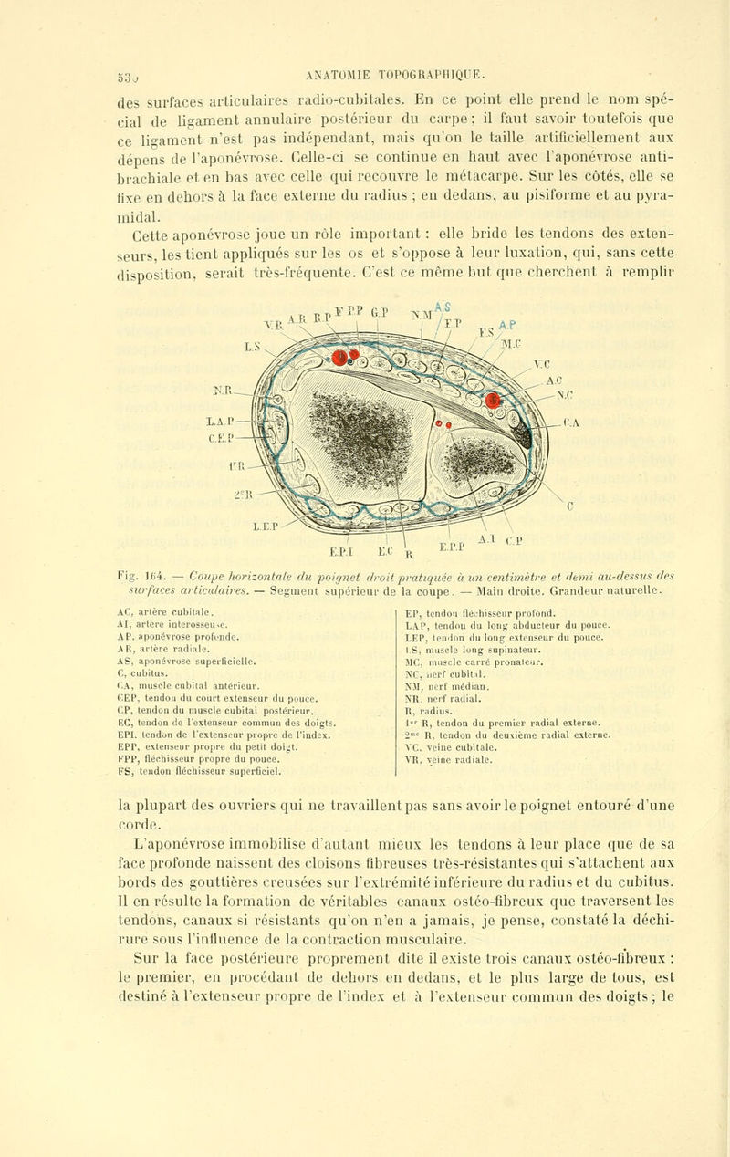des surfaces articulaires radio-cubitales. En ce point elle prend le nom spé- cial de ligament annulaire postérieur du carpe ; il faut savoir toutefois que ce li°-ament n'est pas indépendant, mais qu'on le taille artificiellement aux dépens de l'aponévrose. Celle-ci se continue en haut avec l'aponévrose anti- brachiale et en bas avec celle qui recouvre le métacarpe. Sur les côtés, elle se fixe en dehors à la face externe du radius ; en dedans, au pisiforme et au pyra- midal. Cette aponévrose joue un rôle important : elle bride les tendons des exten- seurs, les tient appliqués sur les os et s'oppose à leur luxation, qui, sans cette disposition, serait très-fréquente. C'est ce même but que cherchent à remplir VE.A-r \ I i 'X.P ^ A.P c I.E.P E.P.I E.C Ai rv E.P.P ''* Fig. 164. — Coupe horizontale du poignet dr surfaces articulaires. — Segment supérieur AC, artère cubitale. AI, artère interosseu>e. AP, aponévrose profonde. AR, artère radiale. AS, aponévrose superficielle. C, cubitus. ('.A, muscle cubital antérieur. GEP, tendon du court extenseur du pouce. CP, tendon du muscle cubital postérieur. EC, tendou de l'extenseur commun des doigts. EPI. tendon de l'extenseur propre de l'index. EPP, extenseur propre du petit doigt. EPP, fléchisseur propre du pouce. FS, tendon fléchisseur superficiel. oit -pratiquée a un centimètre et demi au-dessus des de la coupe. — Main droite. Grandeur naturelle. EP, tendou fléchisseur profond. LAP, tendon du long abducteur du pouce. LEP, tendon du long extenseur du pouce. l.S, muscle long supinateur. MC, muscle carré pronaleur. NC, nerf cubital. NM, nerf médian. NR. nerf radial. R, radius. 1er R, tendon du premier radial externe. 2mc R, tendon du deuxième radial externe. VC. veine cubitale. VR, veine radiale. la plupart des ouvriers qui ne travaillent pas sans avoir le poignet entouré d'une corde. L'aponévrose immobilise d'autant mieux les tendons à leur place que de sa face profonde naissent des cloisons fibreuses très-résistantes qui s'attachent aux bords des gouttières creusées sur l'extrémité inférieure du radius et du cubitus. Il en résulte la formation de véritables canaux ostéo-fibreux que traversent les tendons, canaux si résistants qu'on n'en a jamais, je pense, constaté la déchi- rure sous l'influence de la contraction musculaire. Sur la face postérieure proprement dite il existe trois canaux ostéo-fibreux : le premier, en procédant de dehors en dedans, et le plus large de tous, est destiné à l'extenseur propre de l'index et à l'extenseur commun des doigts ; le