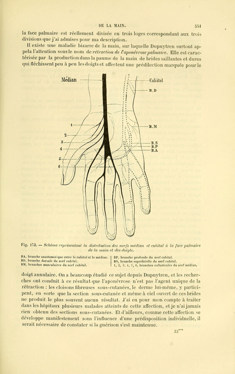 la face palmaire est réellement divisée en trois loges correspondant aux trois divisions que j'ai admises pour ma description. Il existe une maladie bizarre de la main, sur laquelle Dupuytren surtout ap- pela l'attention sous le nom de rétraction de l'aponévrose palmaire. Elle est carac- térisée par la production dans la paume de la main de brides saillantes et dures qui fléchissent peu à peu les doigts et affectent une prédilection marquée pour le Médian CuLital Fig. 173. — Schéma représentant la distribution des nerfs médian et cubital à la face palmaire de la main et des doigts. BA, branche anastomotique entre le cubital et le médian. BD, branche dorsale du nerf cubital. BM, branches musculaires du nerf cubital. BP, branche profonde du nerf cubital. BS, branche superficielle du nerf cubital. 1, 2, 3, 4, S, 6, branches collatérales du nerf médian. doigt annulaire. On a beaucoup étudié ce sujet depuis Dupuytren, et les recher- ches ont conduit à ce résultat que l'aponévrose n'est pas l'agent unique de la rétraction : les cloisons fibreuses sous-cutanées, le derme lui-même, y partici- pent, en sorte que la section sous-cutanée et même à ciel ouvert de ces brides ne produit le plus souvent aucun résultat. J'ai eu pour mon compte à traiter dans les hôpitaux plusieurs malades atteints de cette affection, et je n'ai jamais rien obtenu des sections sous-cutanées. Et d'ailleurs, comme cette affection se développe manifestement sous l'influence d'une prédisposition individuelle, il serait nécessaire de constater si la guérison s'est maintenue.